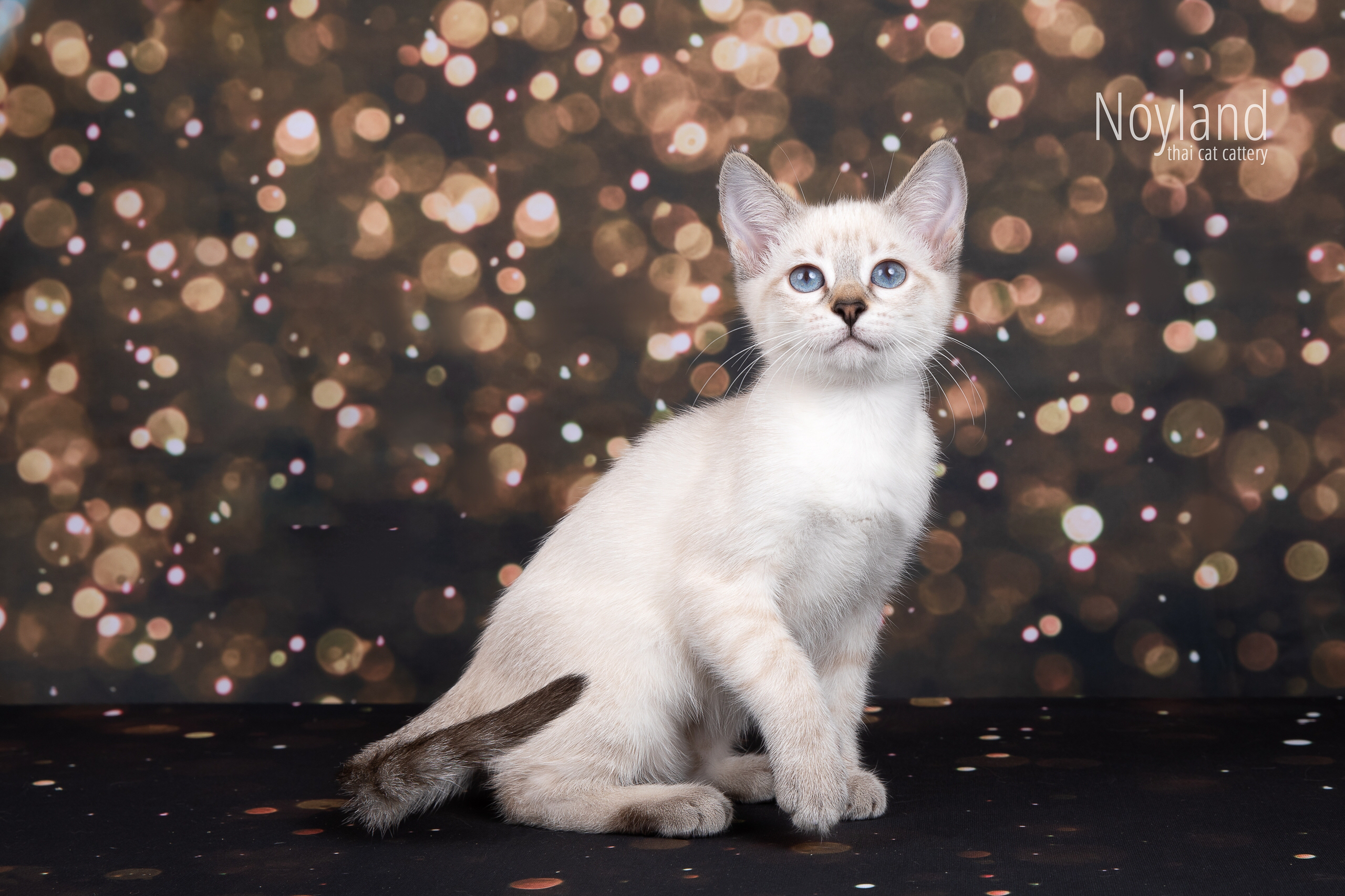 Котята. Питомник тайских кошек в Санкт-Петербурге Noyland