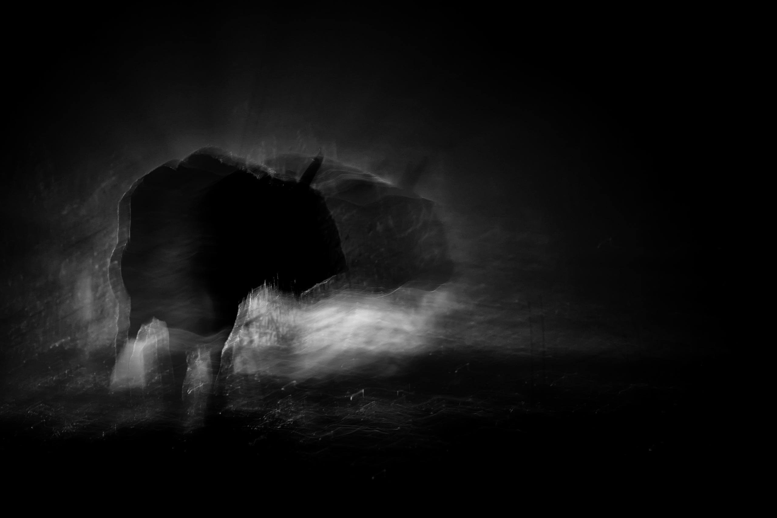 Фототур по съемке зубров в заповеднике “Калужские Засеки”