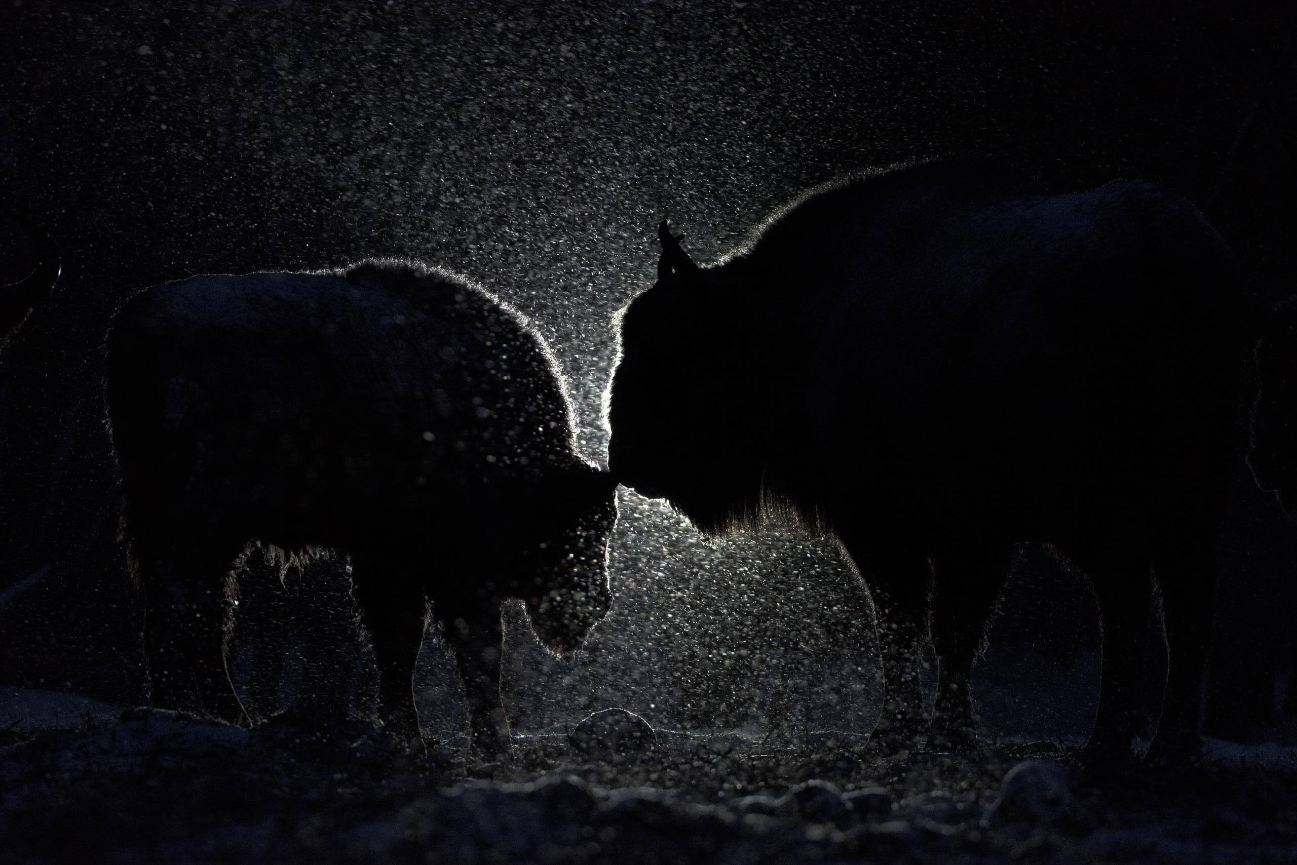 Фототур по съемке зубров в заповеднике “Калужские Засеки”