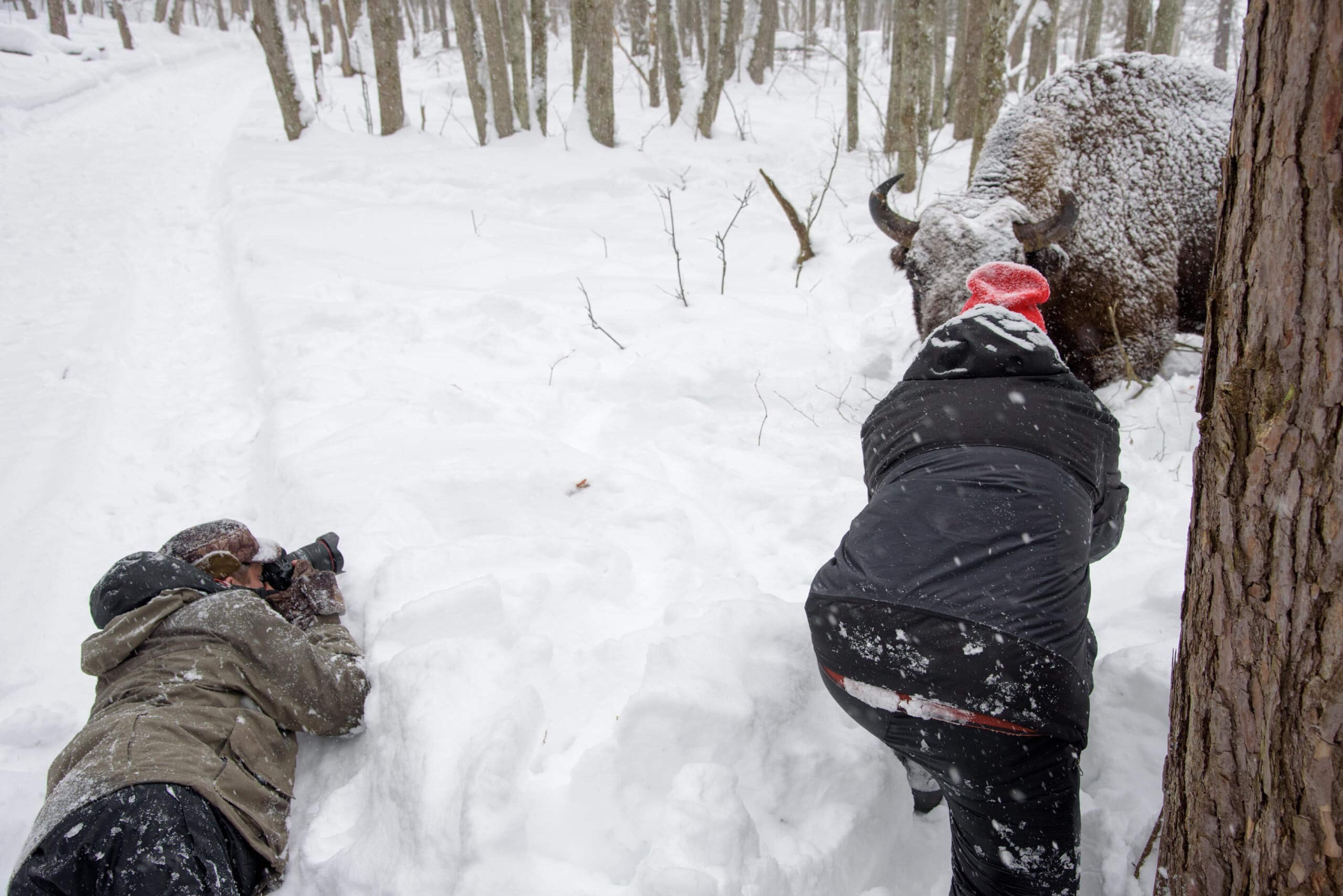 Фототур по съемке зубров в заповеднике “Калужские Засеки”