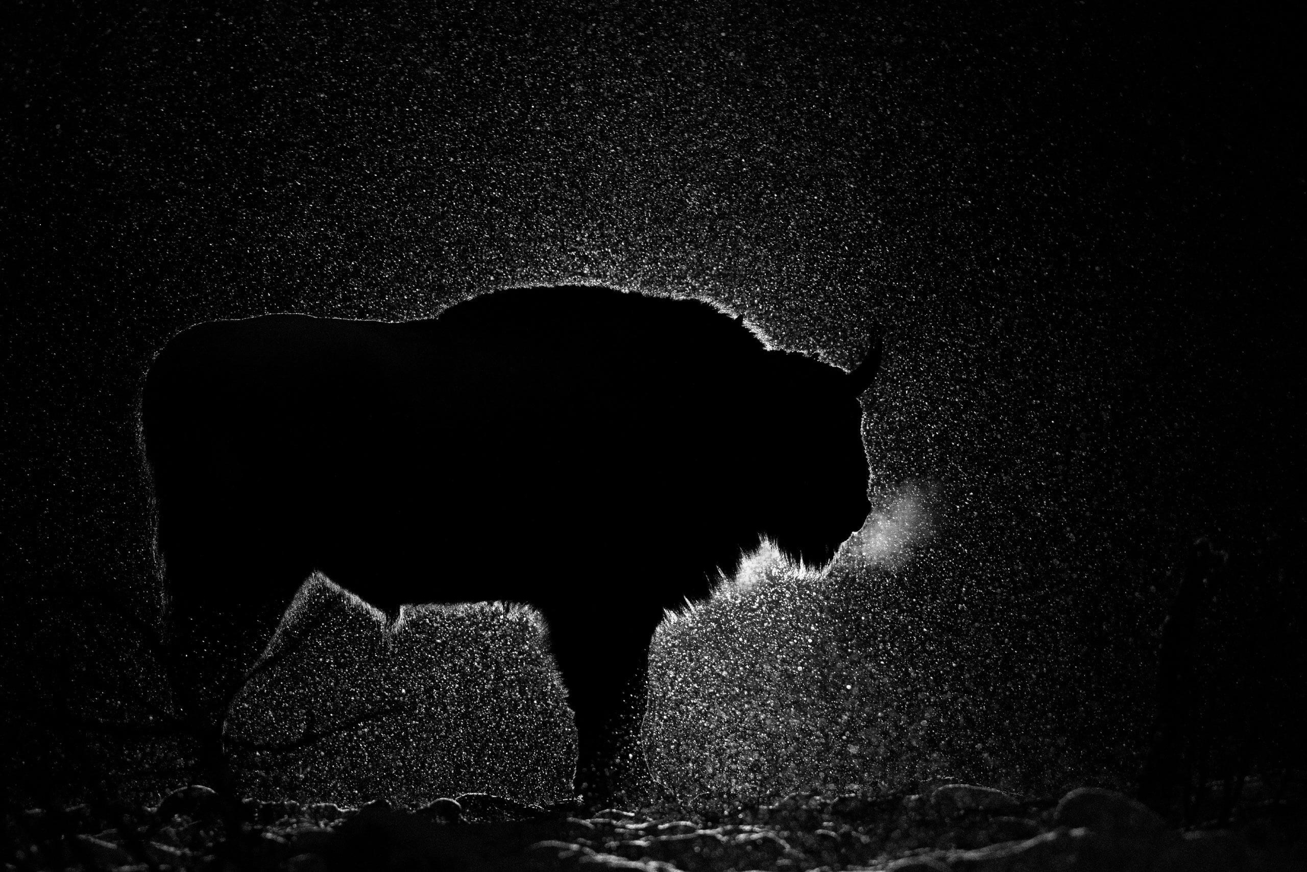 Фототур по съемке зубров в заповеднике “Калужские Засеки”