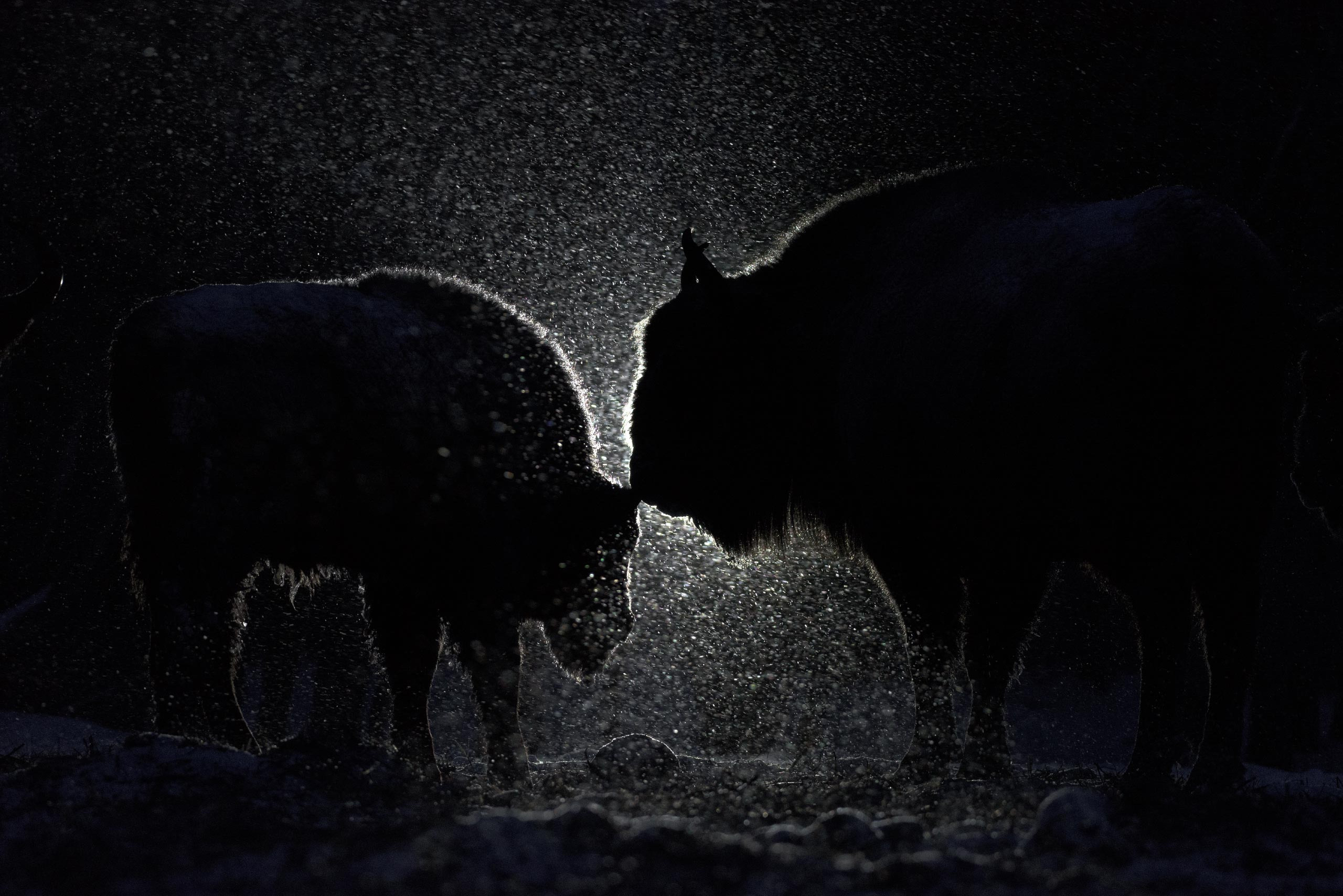 фототуры, фототур, экспедиция, животные, приключение, путешествие, поездка, туры выходного дня, туры по России, фототуры по России, дикая природа, зубры, Калужские засеки