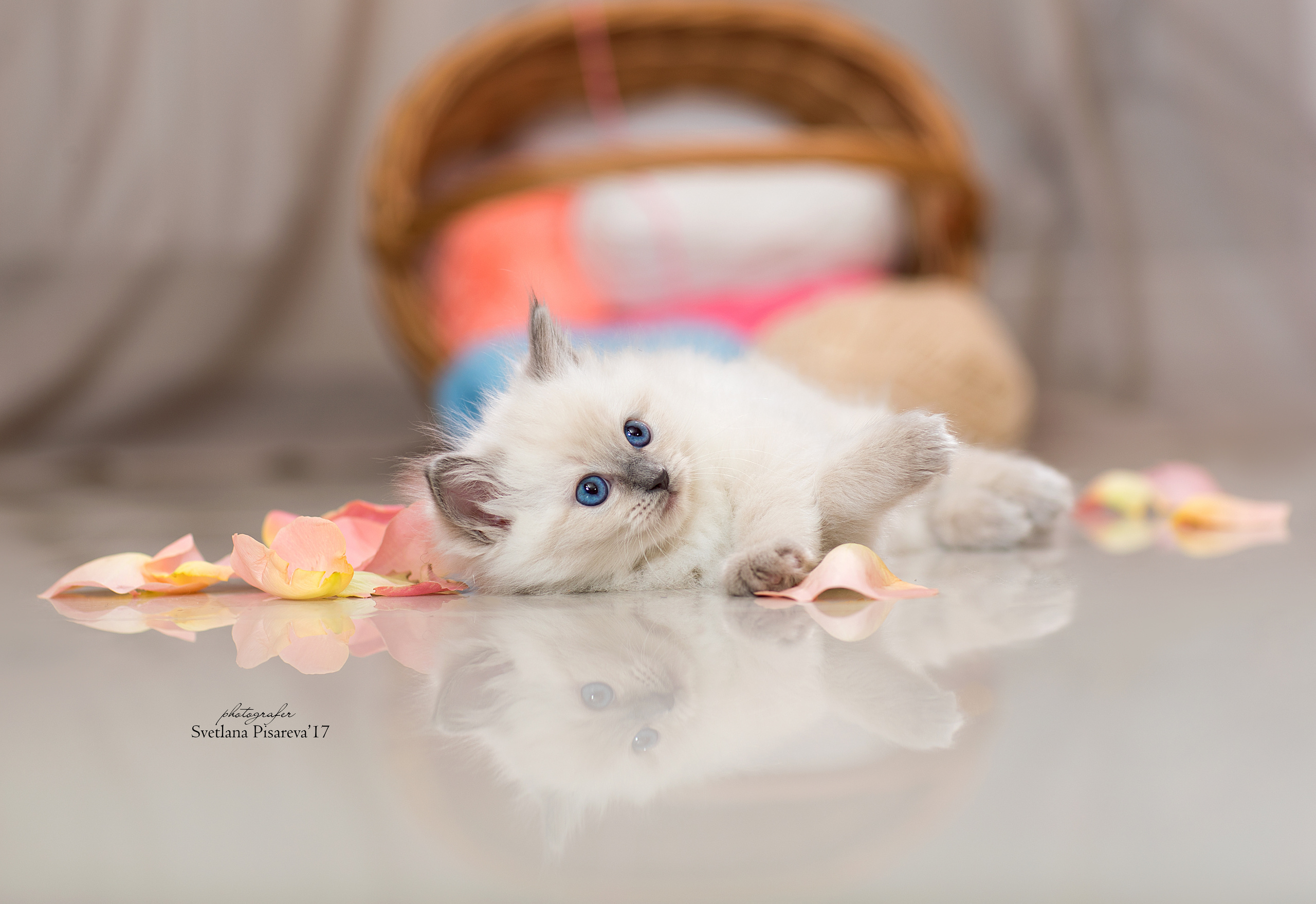 Контакты. Фотограф анималист в Санкт-Петербурге Светлана Писарева