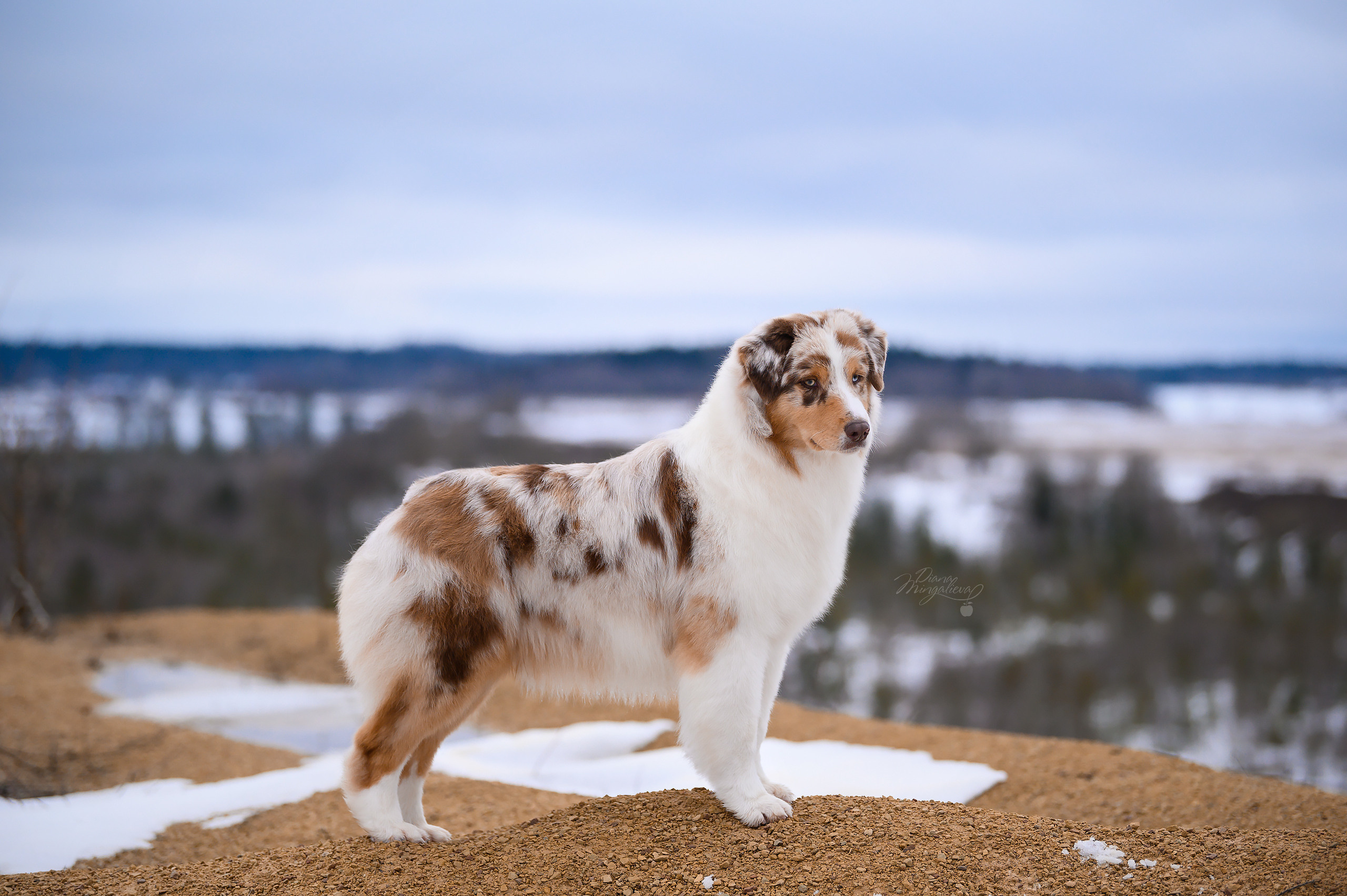 КАМИ. Питомник австралийских овчарок «APPLEDORE»