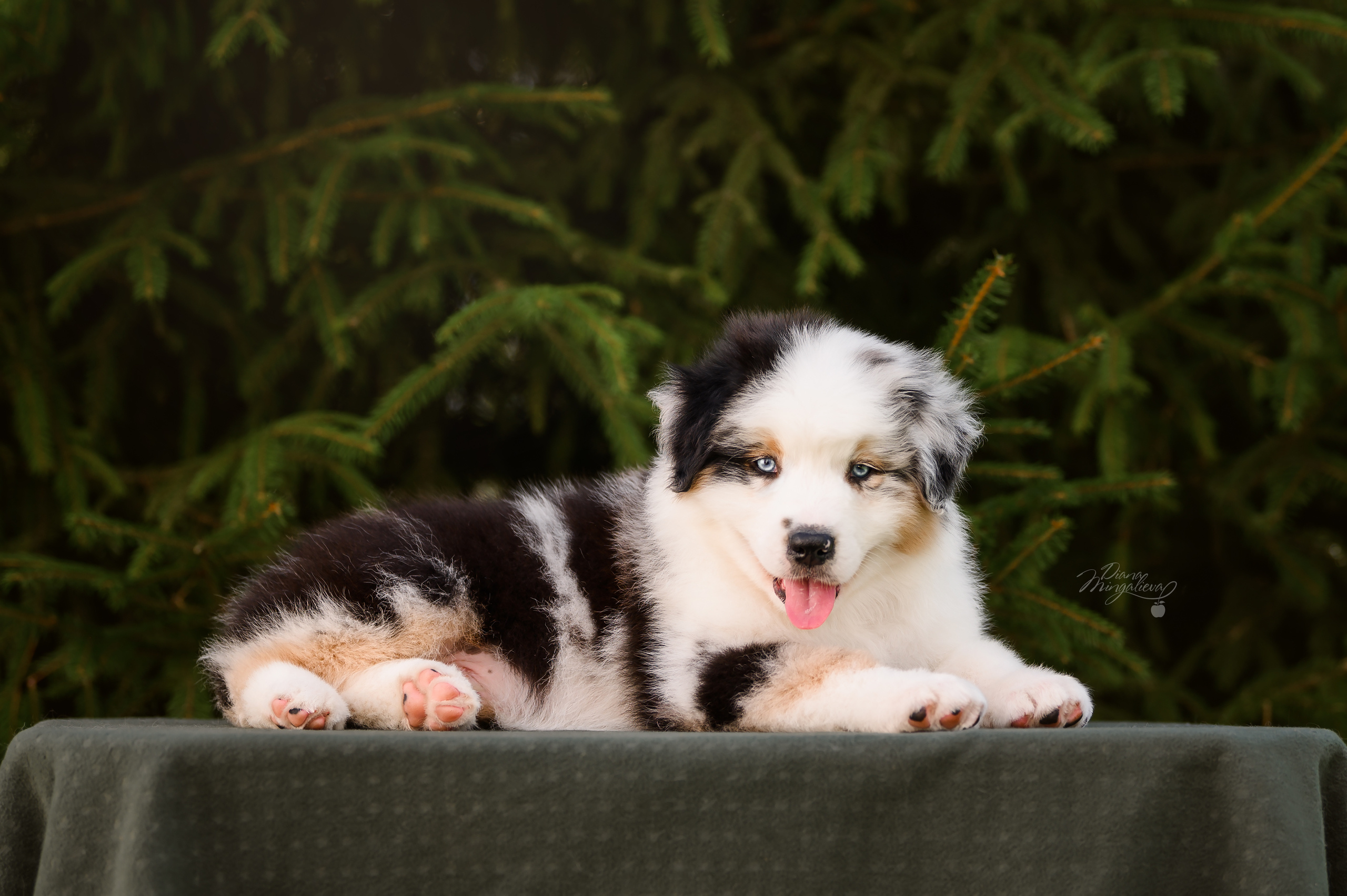 ПОМЕТ Д. Питомник австралийских овчарок «APPLEDORE»