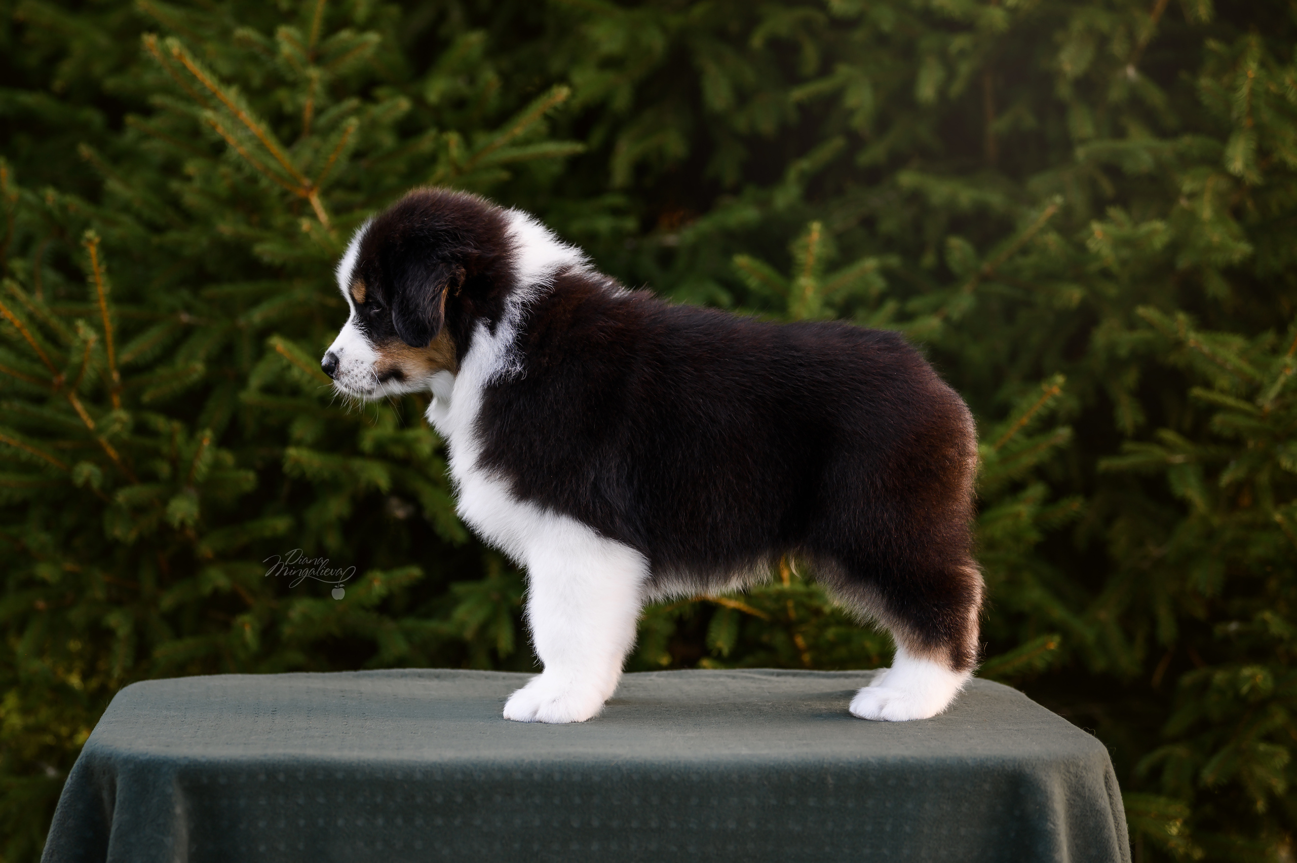 ПОМЕТ Д. Питомник австралийских овчарок «APPLEDORE»
