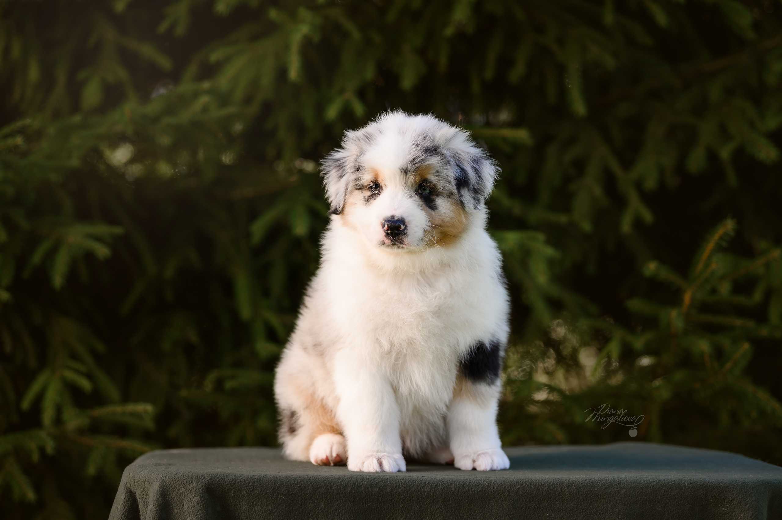 ПОМЕТ Д. Питомник австралийских овчарок «APPLEDORE»