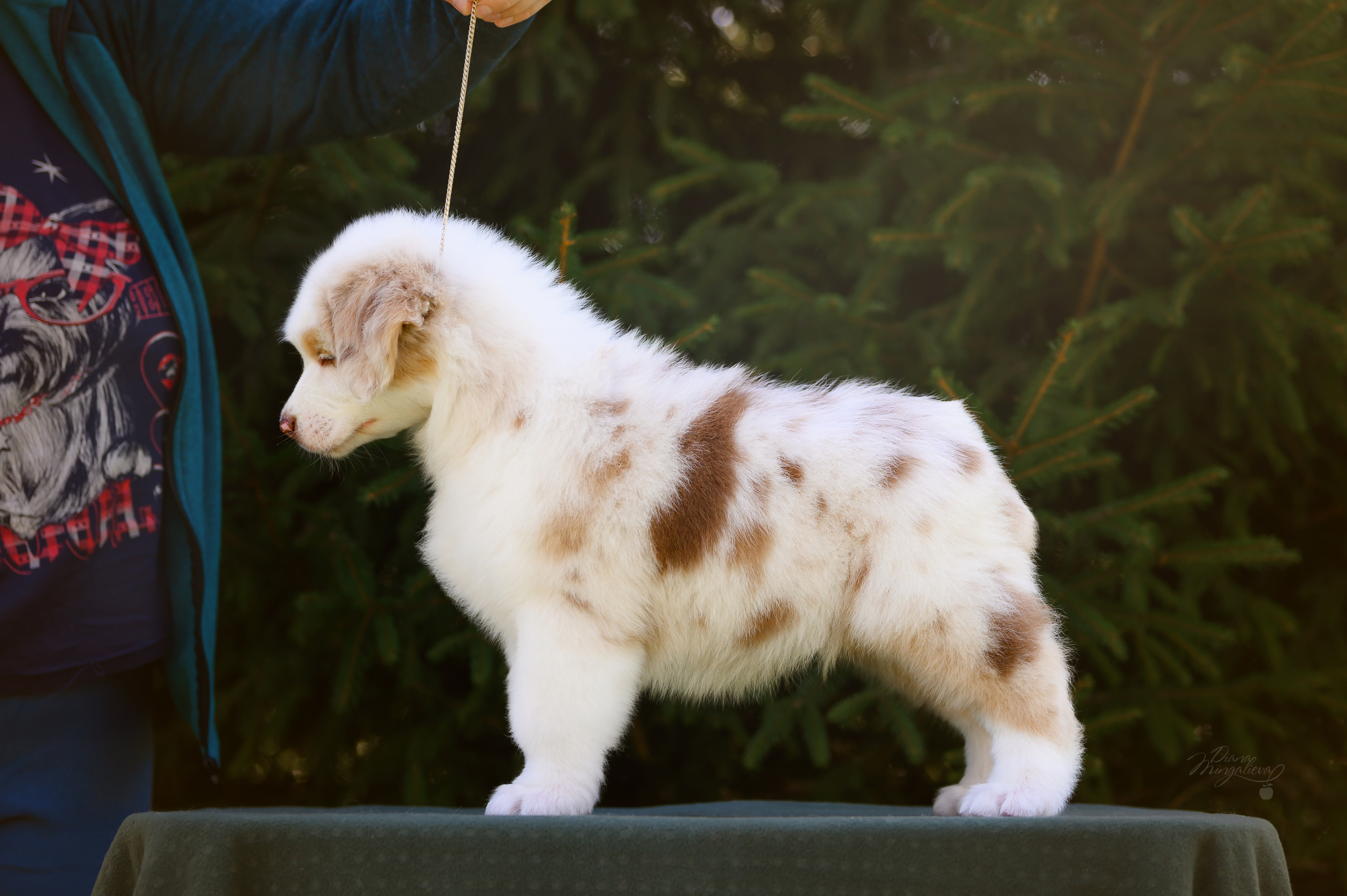 ПОМЕТ Д. Питомник австралийских овчарок «APPLEDORE»