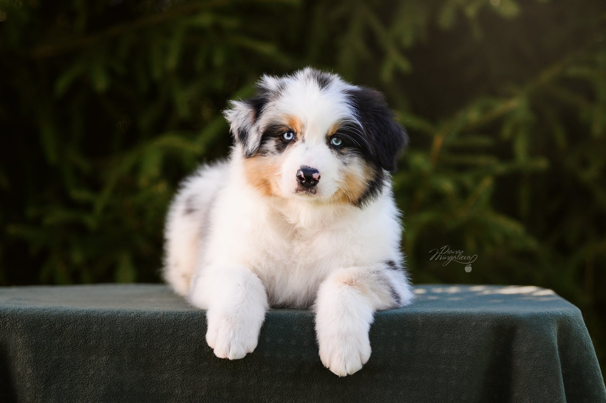 ПОМЕТ Д. Питомник австралийских овчарок «APPLEDORE»