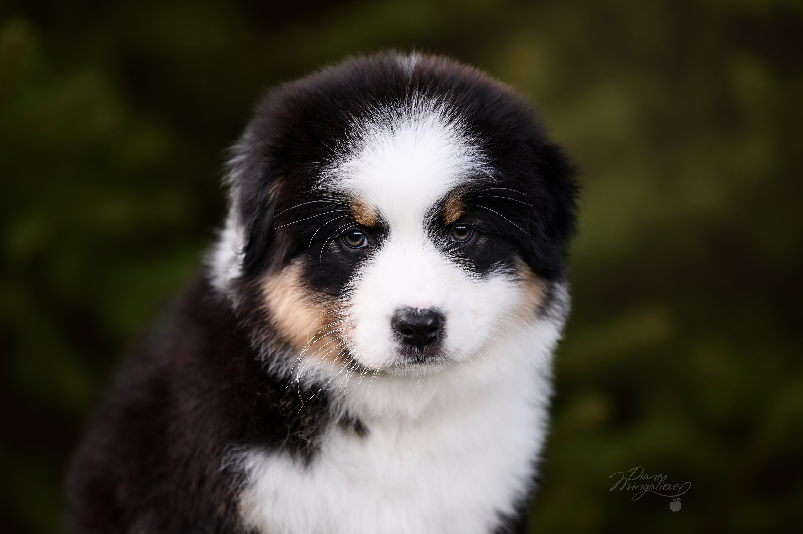 ПОМЕТ Д. Питомник австралийских овчарок «APPLEDORE»