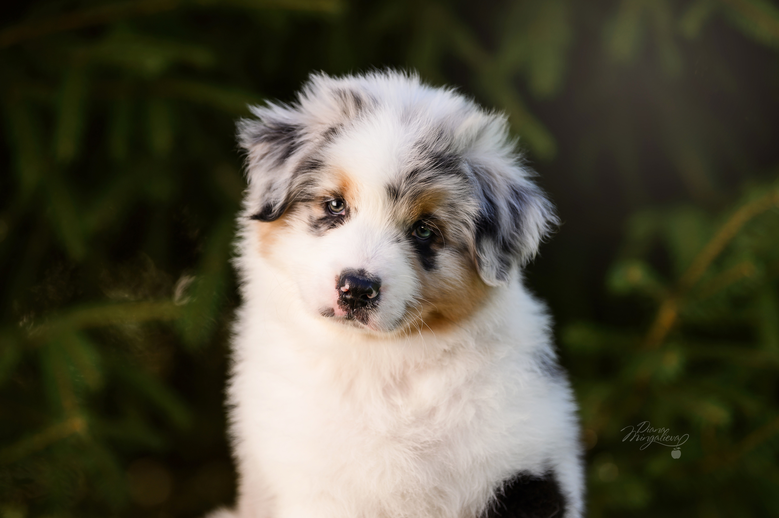 ПОМЕТ Д. Питомник австралийских овчарок «APPLEDORE»