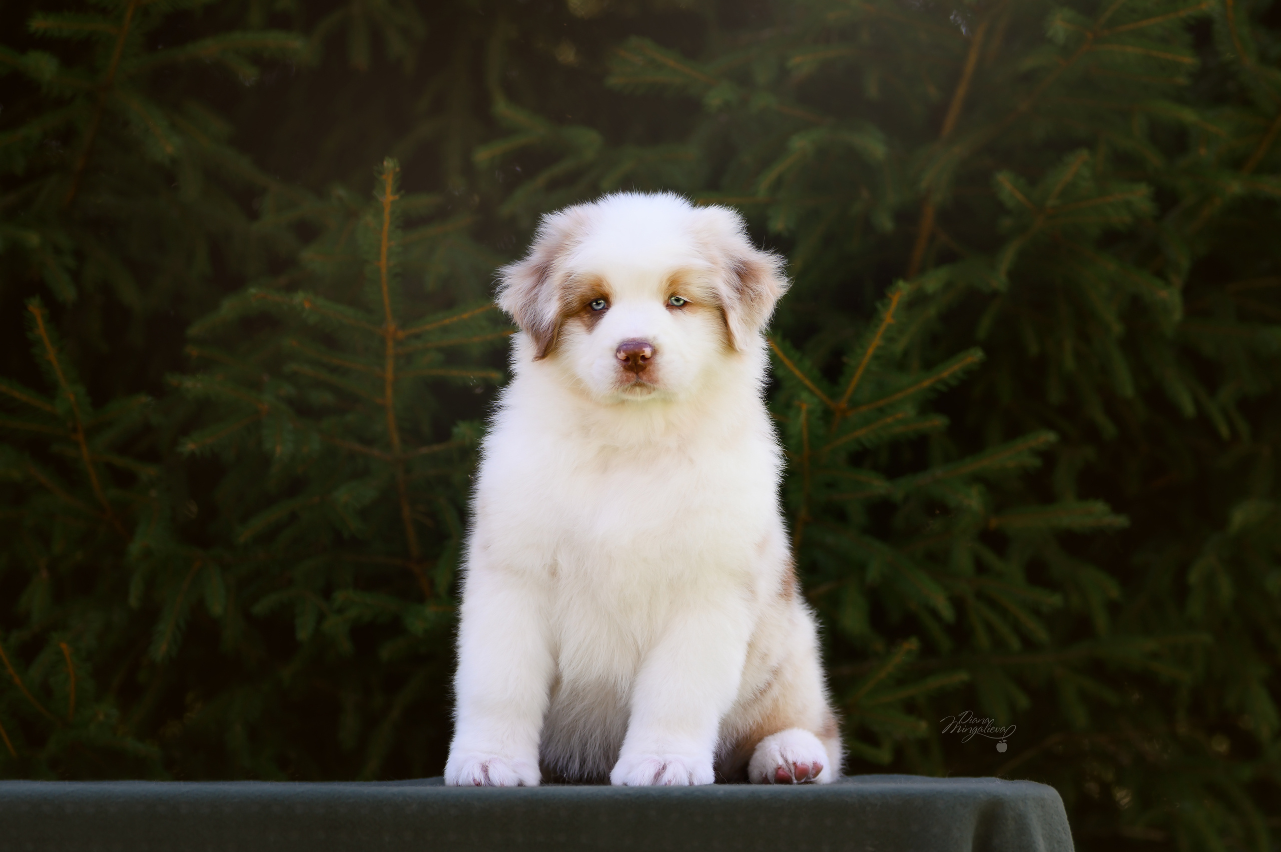 ПОМЕТ Д. Питомник австралийских овчарок «APPLEDORE»