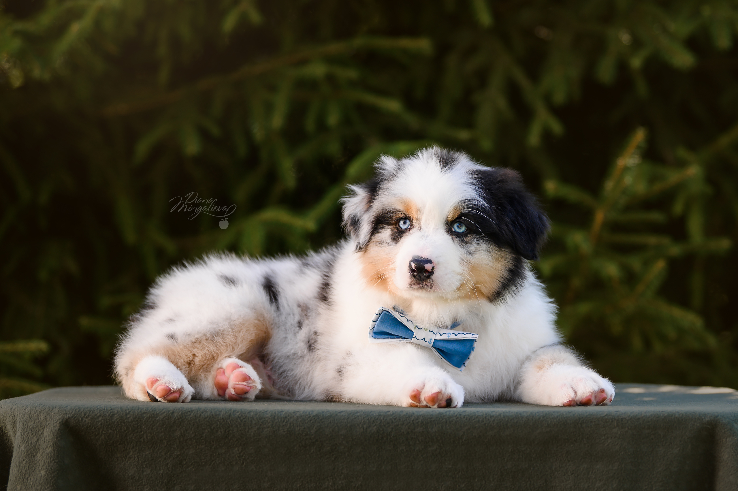 ПОМЕТ Д. Питомник австралийских овчарок «APPLEDORE»