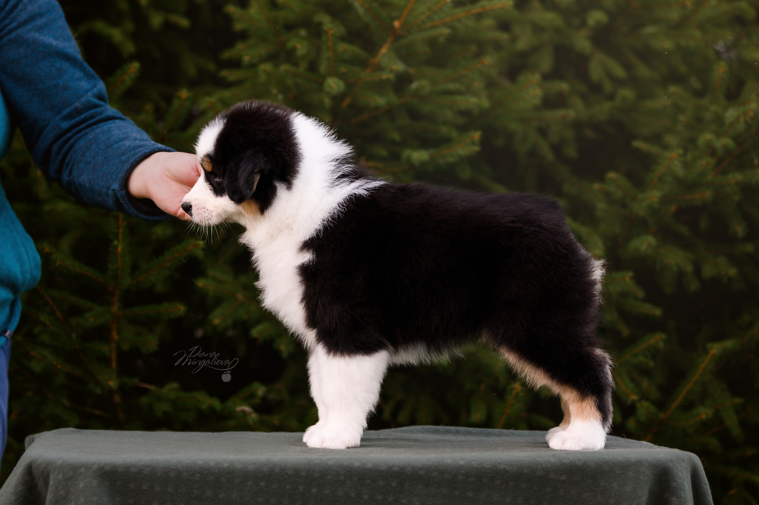 ПОМЕТ Д. Питомник австралийских овчарок «APPLEDORE»