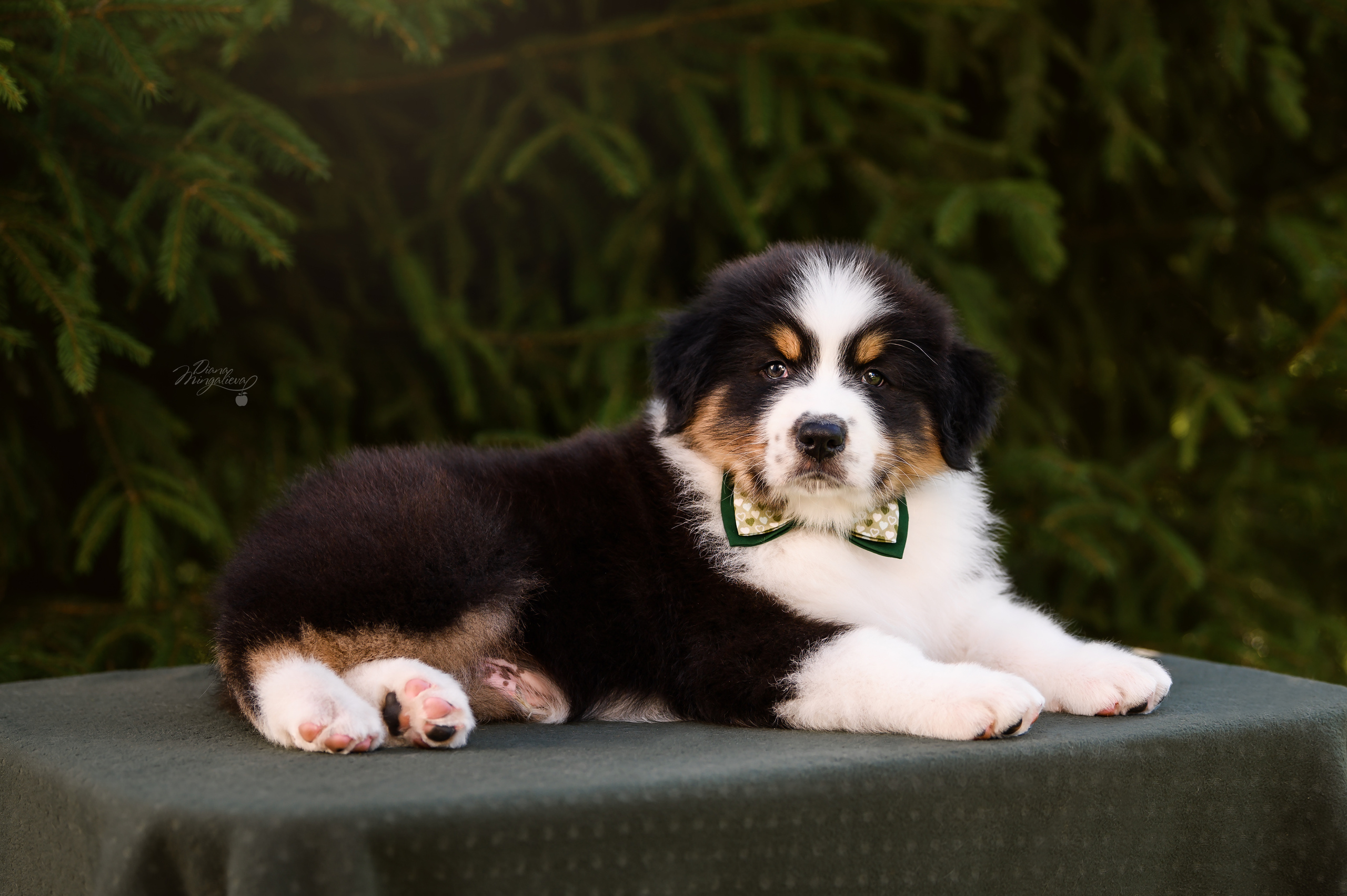 ПОМЕТ Д. Питомник австралийских овчарок «APPLEDORE»