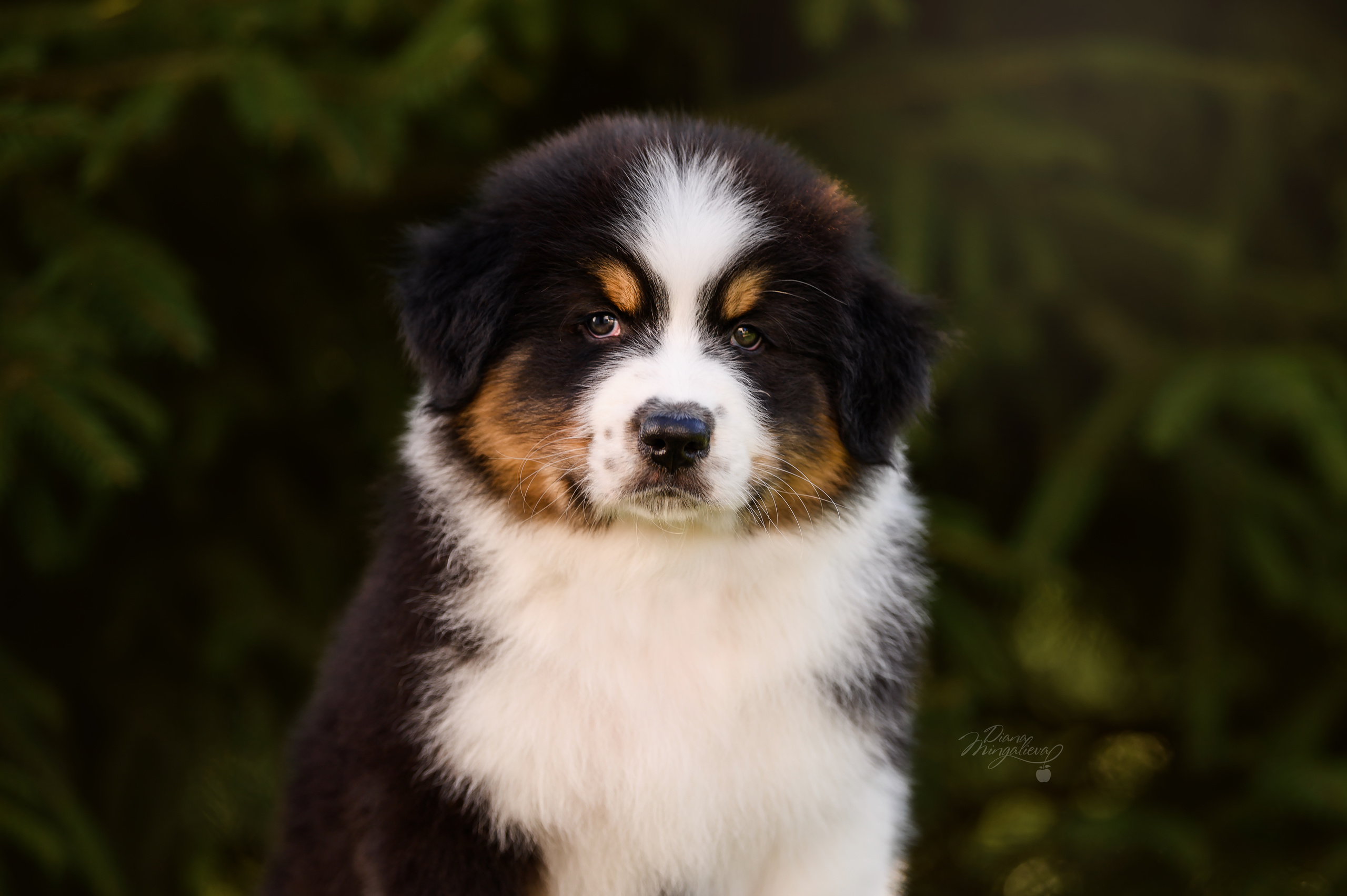 ПОМЕТ Д. Питомник австралийских овчарок «APPLEDORE»