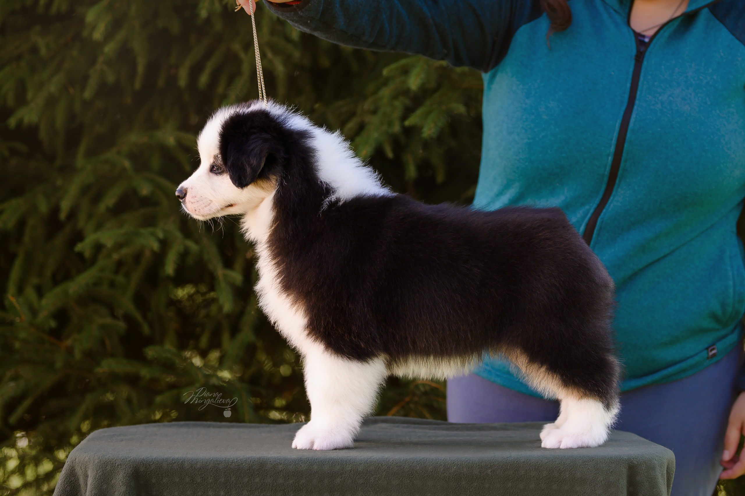 ПОМЕТ Д. Питомник австралийских овчарок «APPLEDORE»