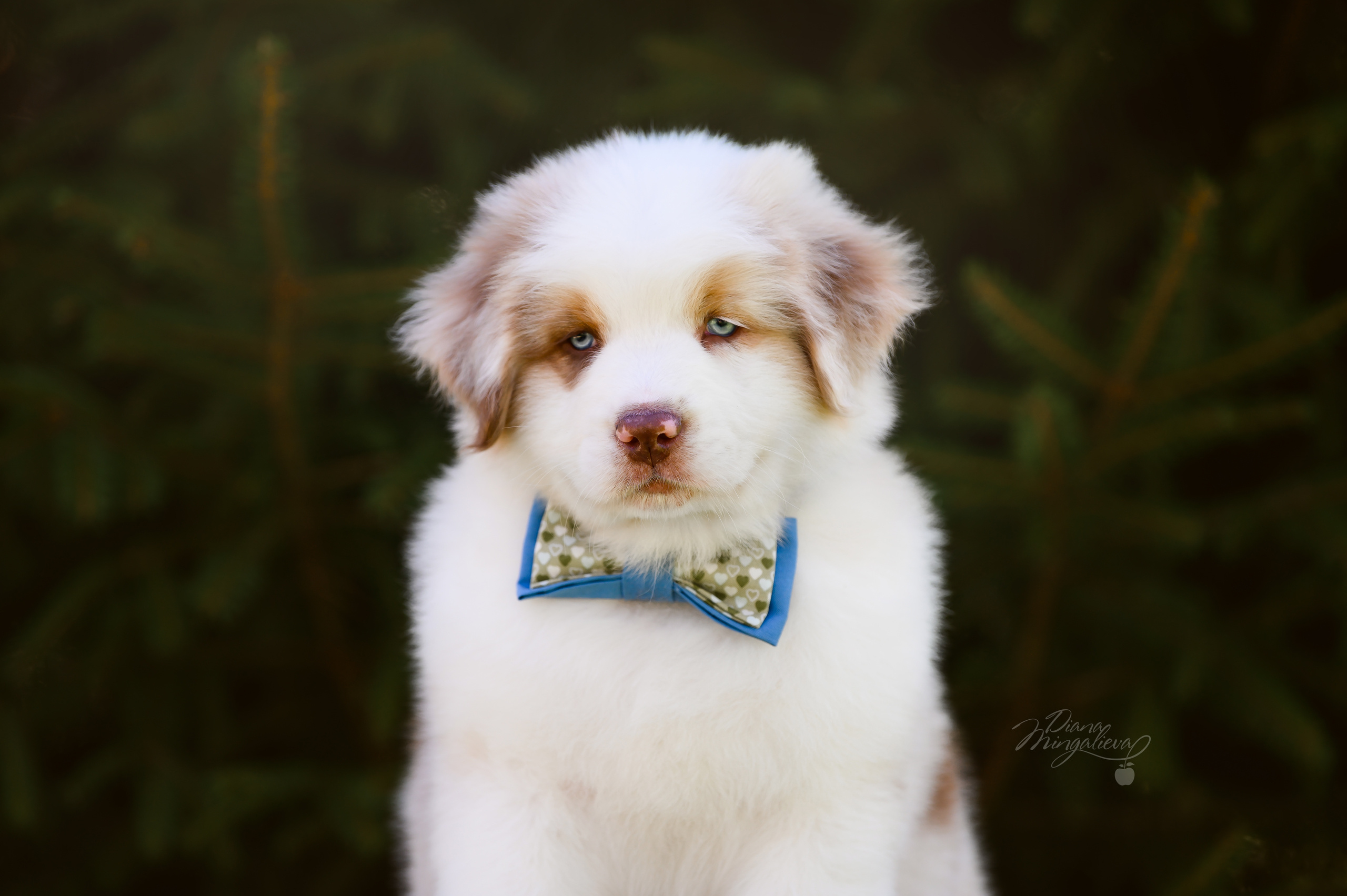 ПОМЕТ Д. Питомник австралийских овчарок «APPLEDORE»