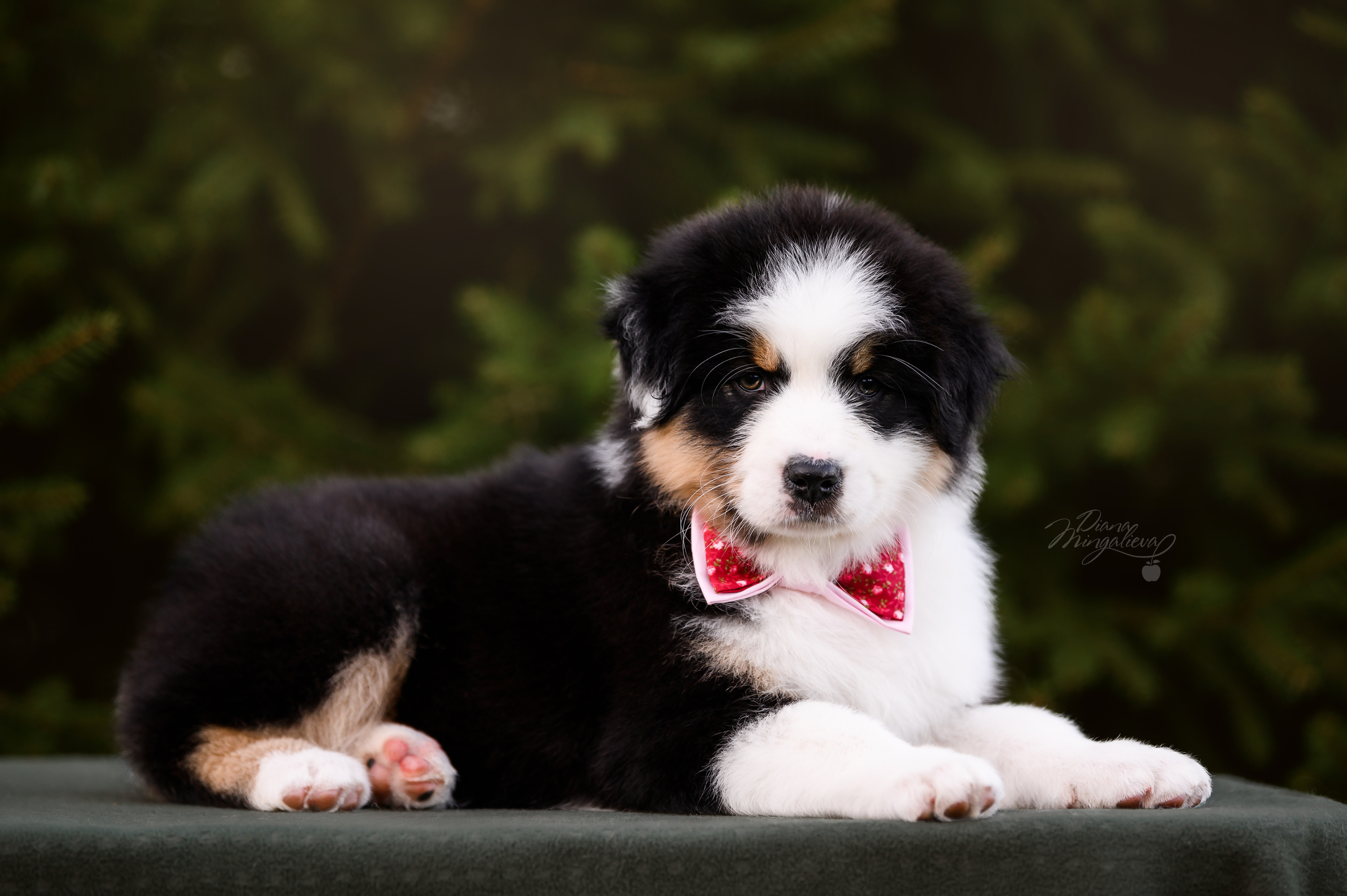 ПОМЕТ Д. Питомник австралийских овчарок «APPLEDORE»