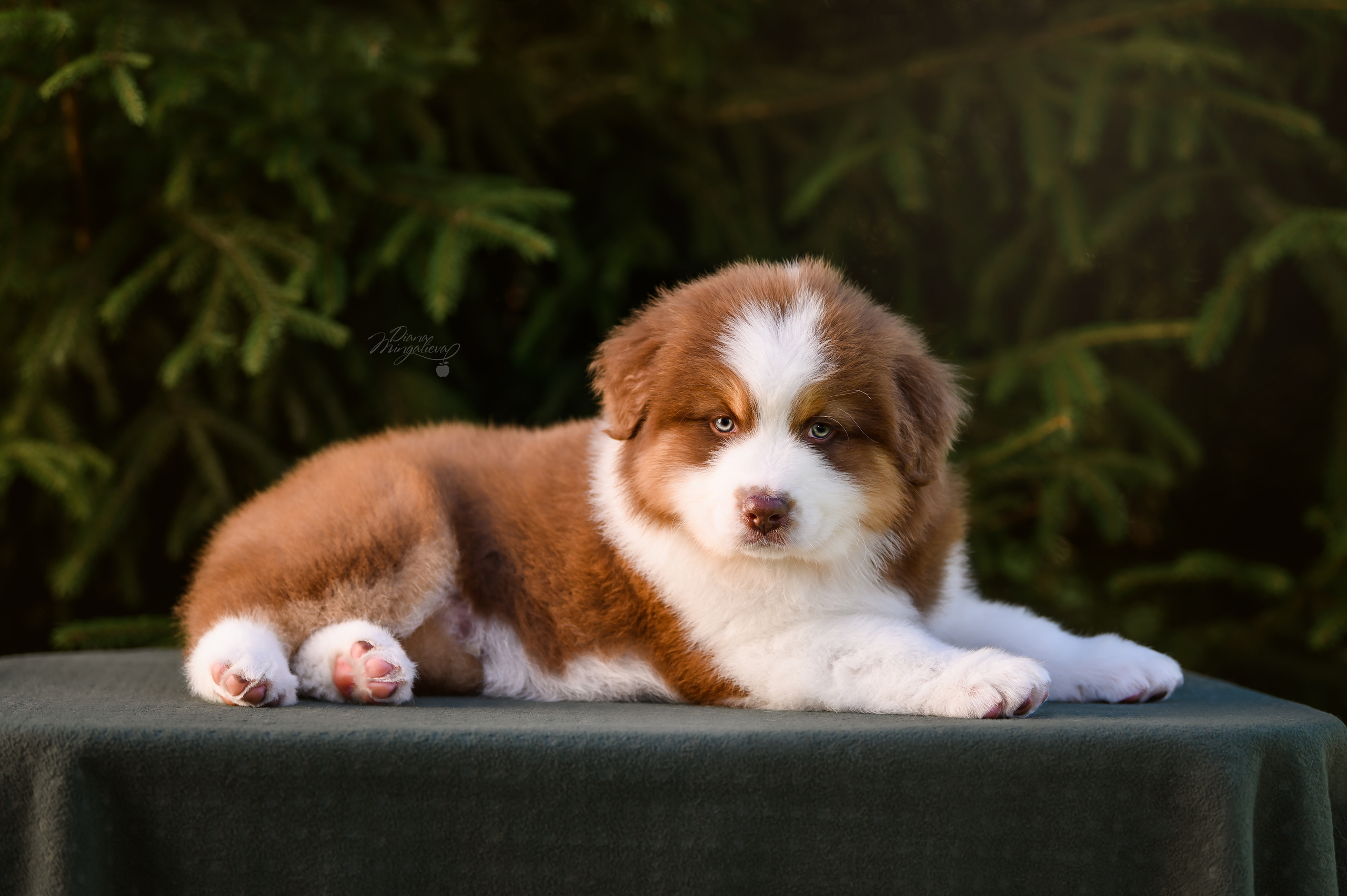 ПОМЕТ Д. Питомник австралийских овчарок «APPLEDORE»