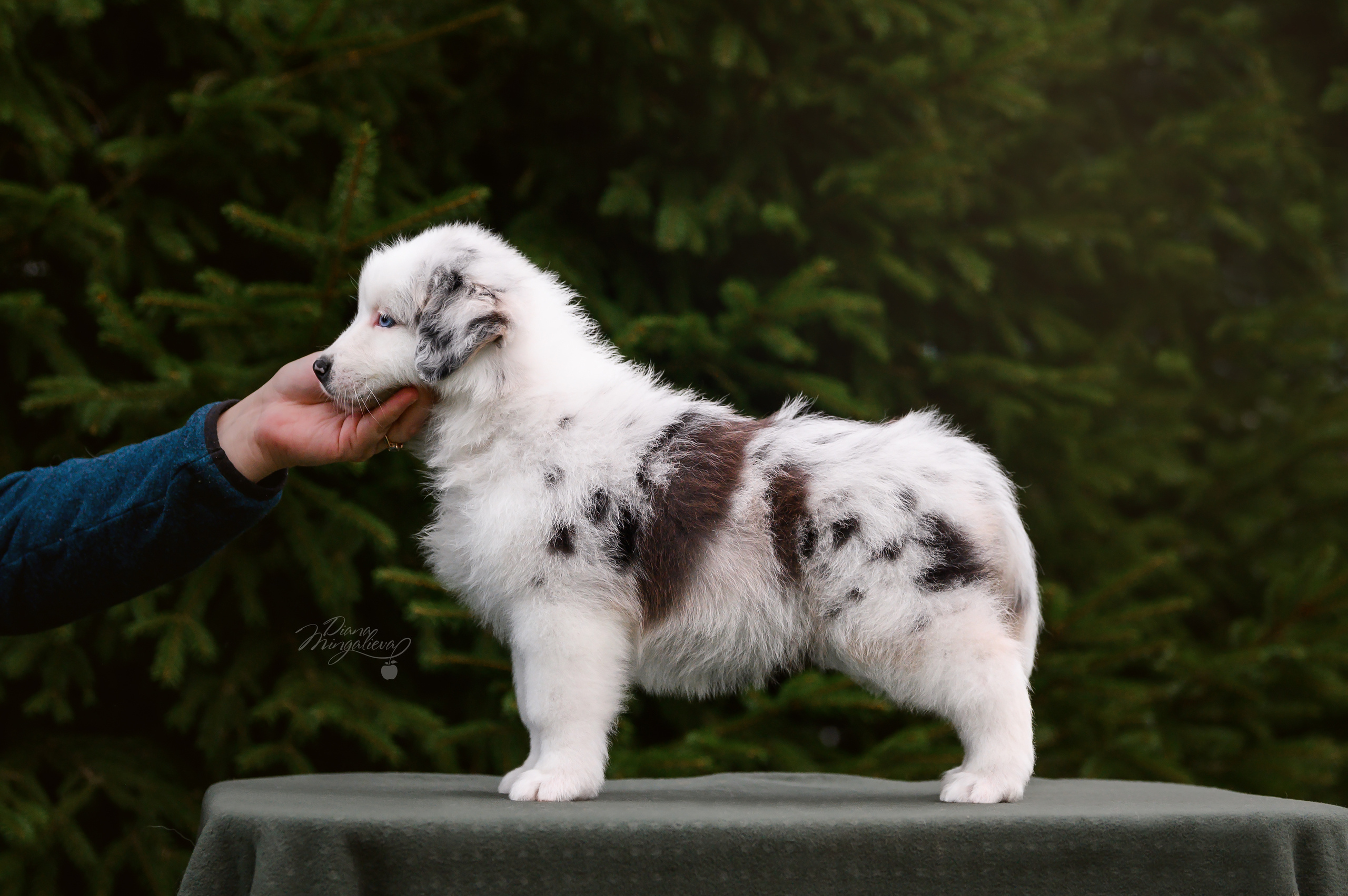 ПОМЕТ Д. Питомник австралийских овчарок «APPLEDORE»