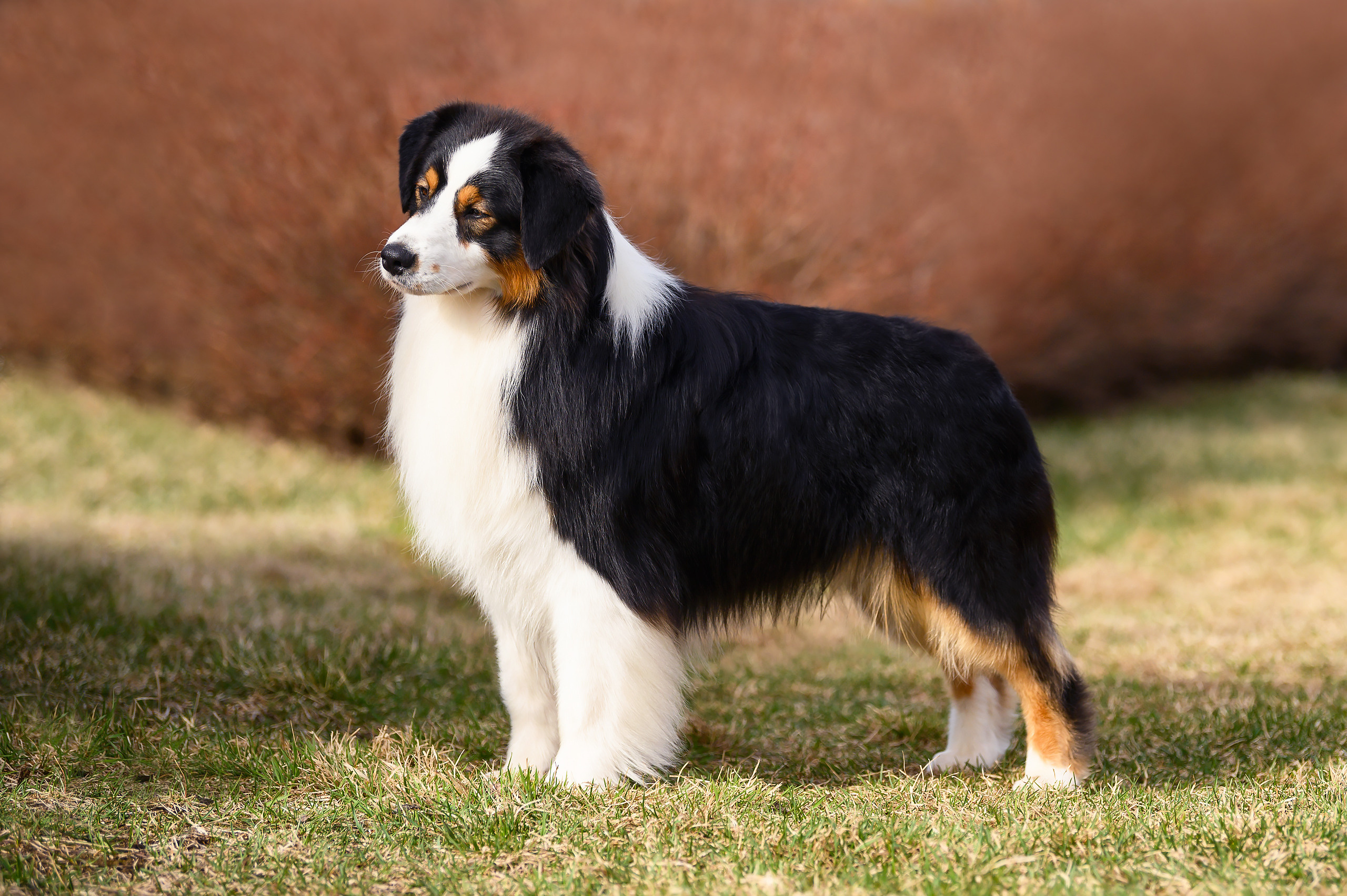 КРИД. Питомник австралийских овчарок «APPLEDORE»