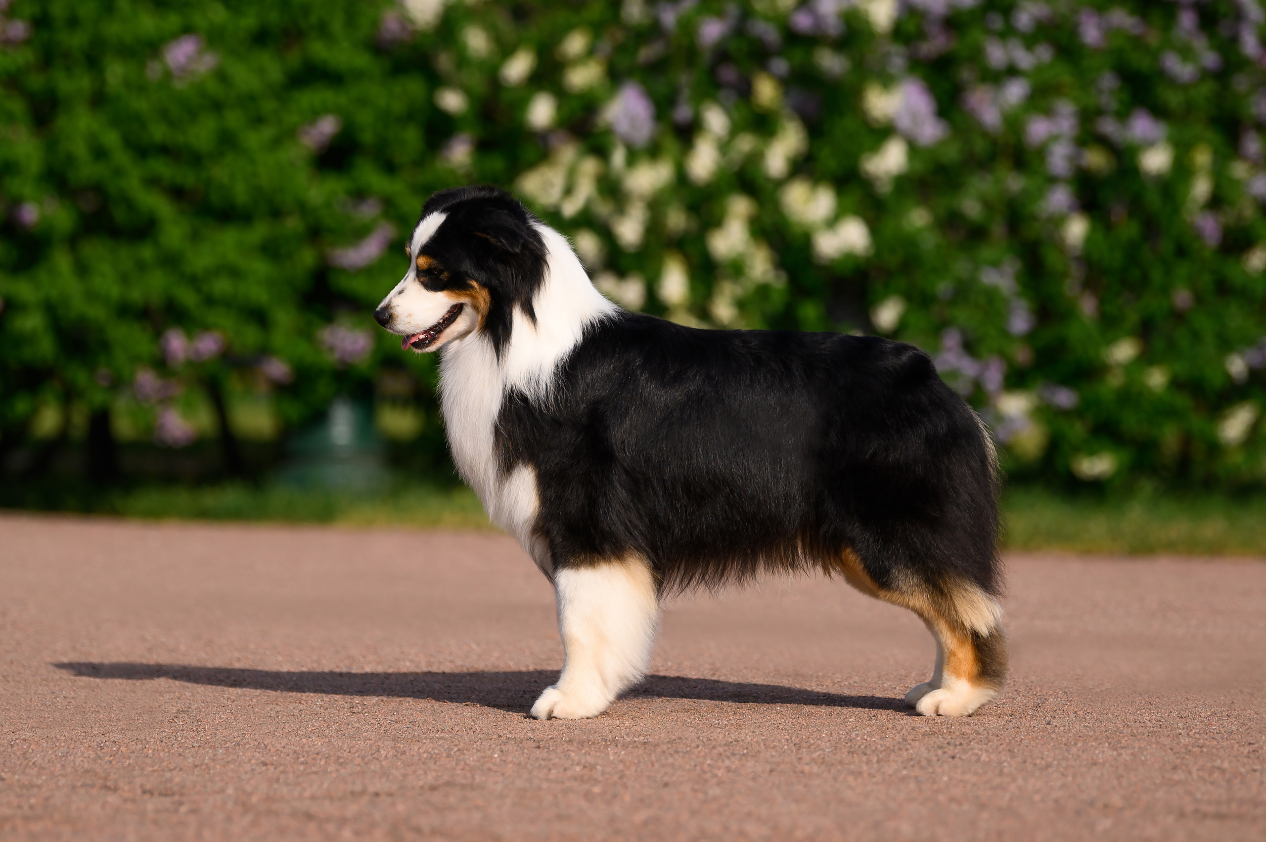 ШЕЛДОН. Питомник австралийских овчарок «APPLEDORE»