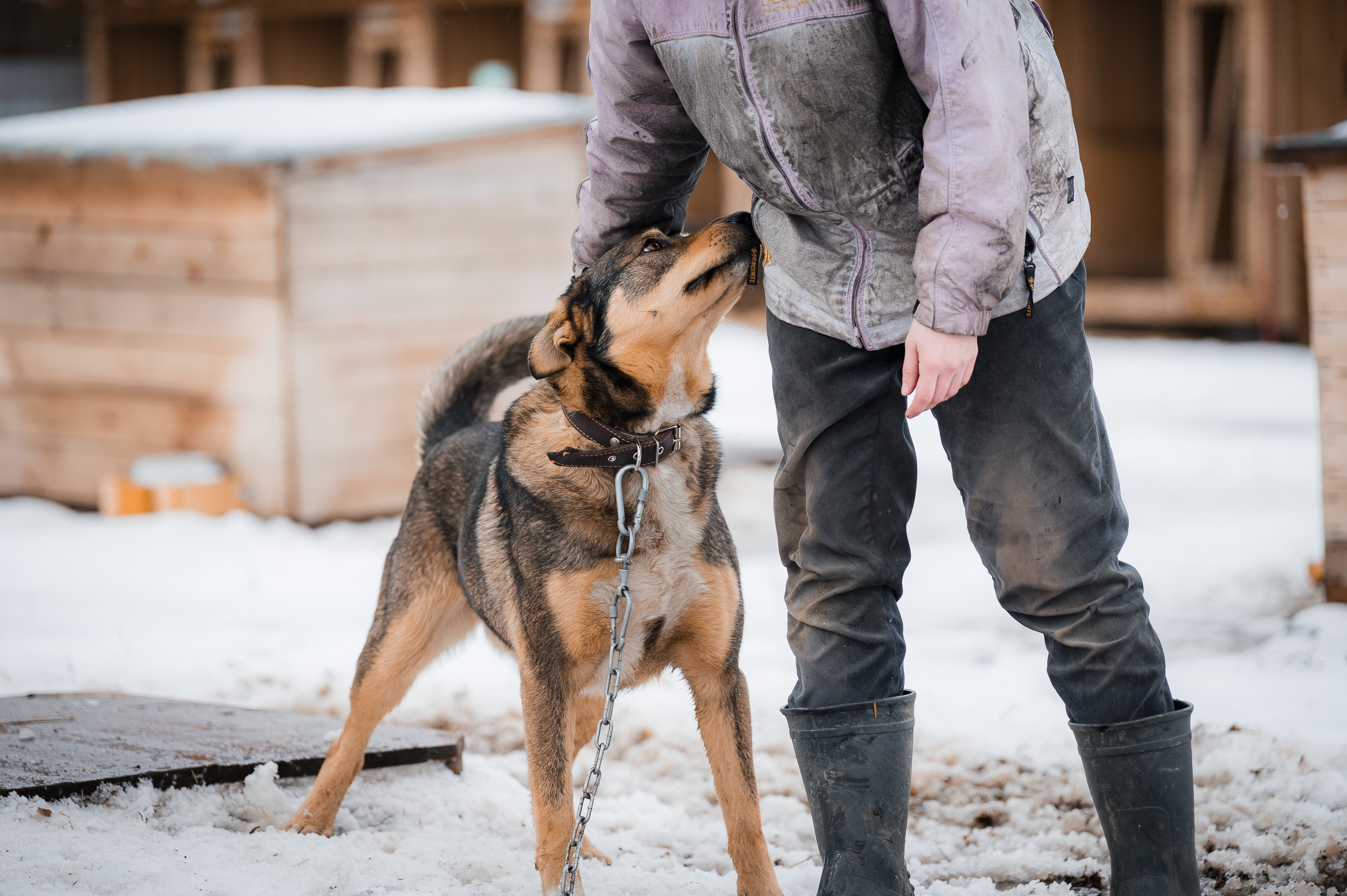 Контакты. Улыбка собаки — спасение и пристройство бездомных собак