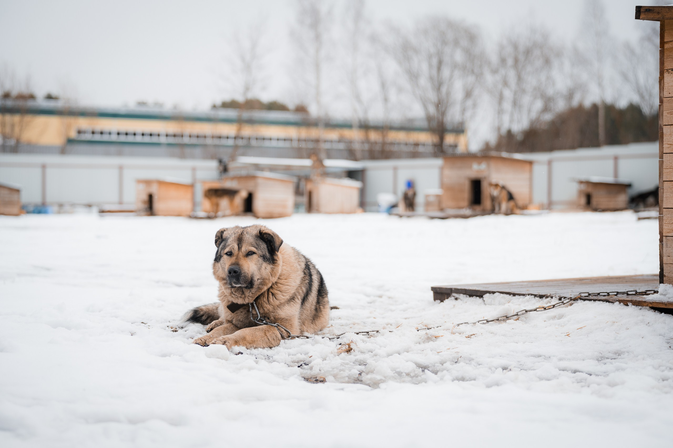 Помощь. Улыбка собаки — спасение и пристройство бездомных собак