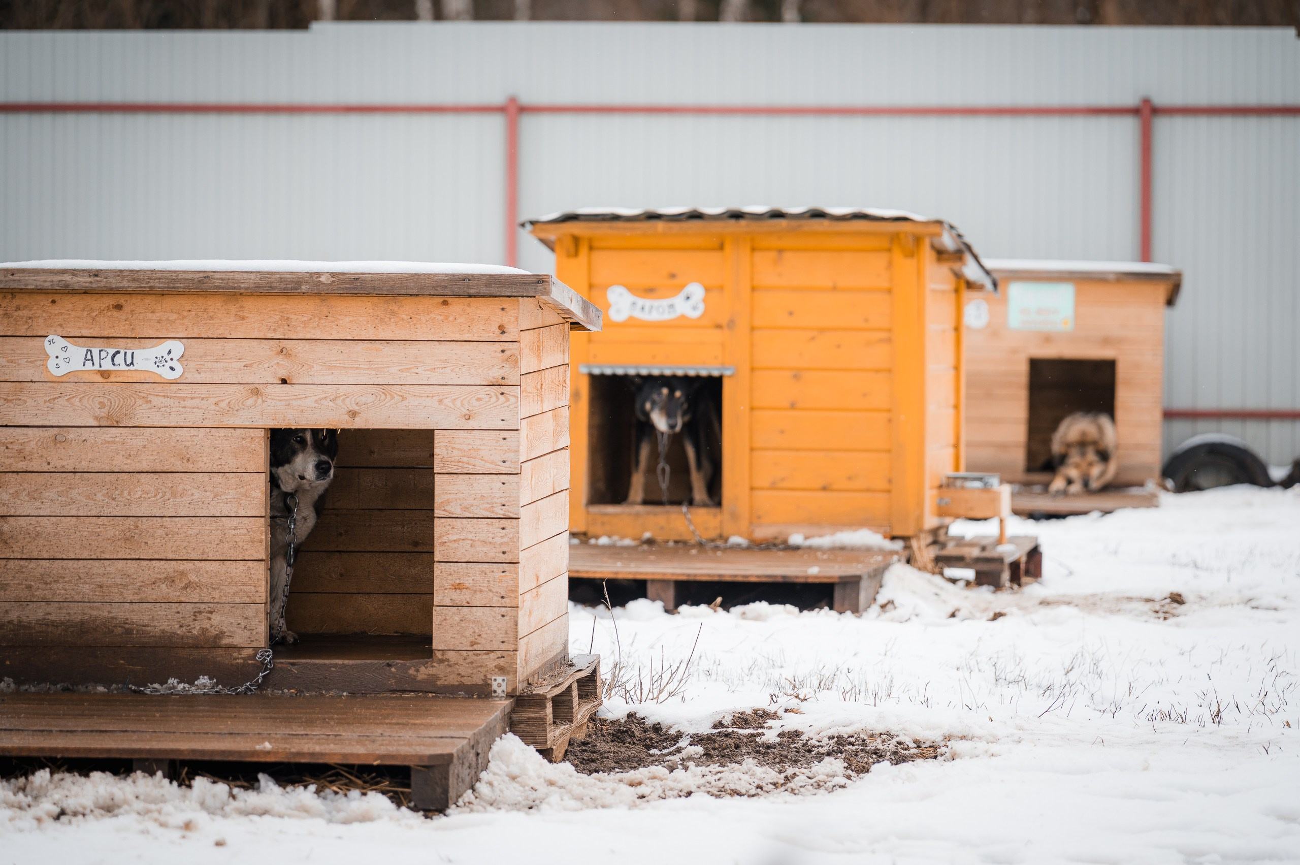 Помощь. Улыбка собаки — спасение и пристройство бездомных собак