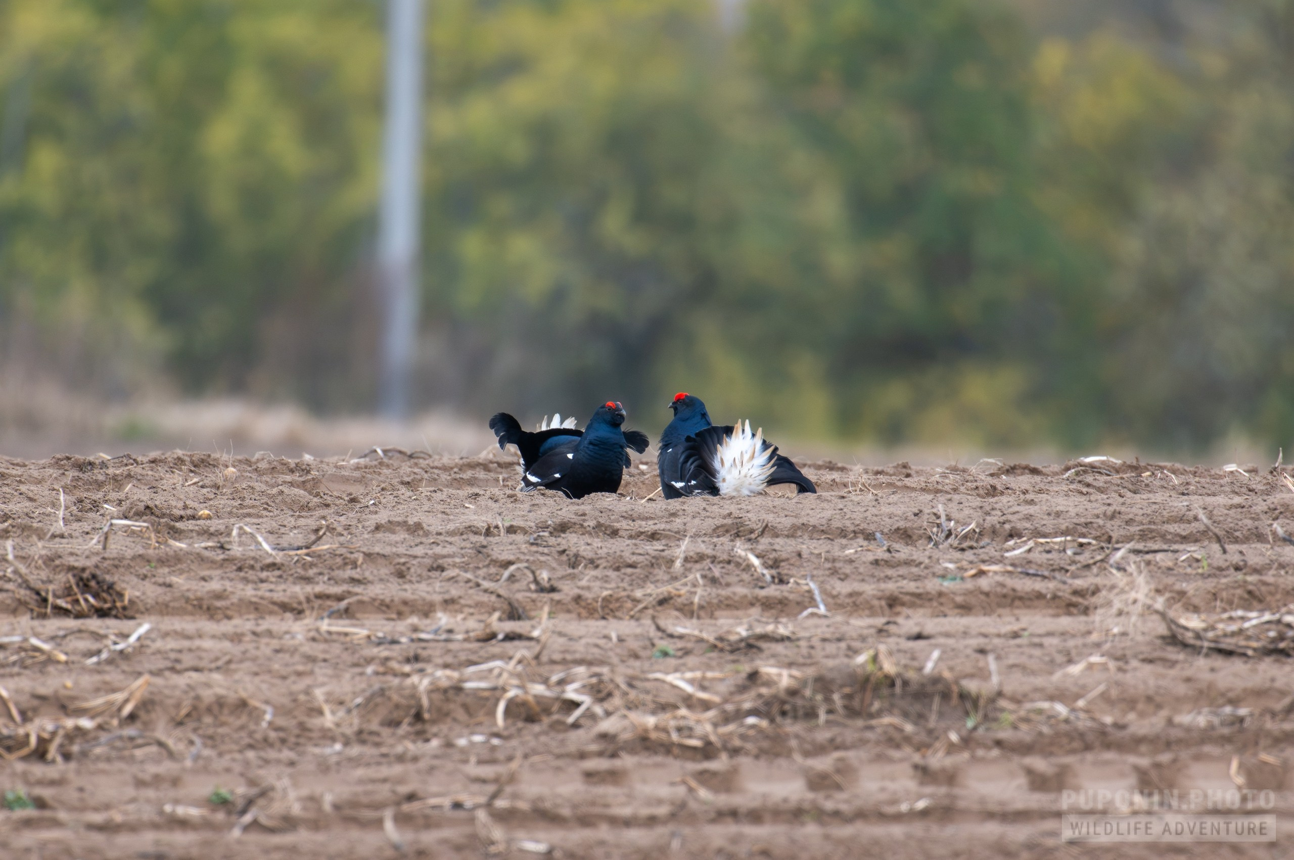 Полевое тестирование Sony 600 mm F/6.3 GM OSS. День второй. 2TC = 1200 mm!. Фотограф Сергей Пупонин