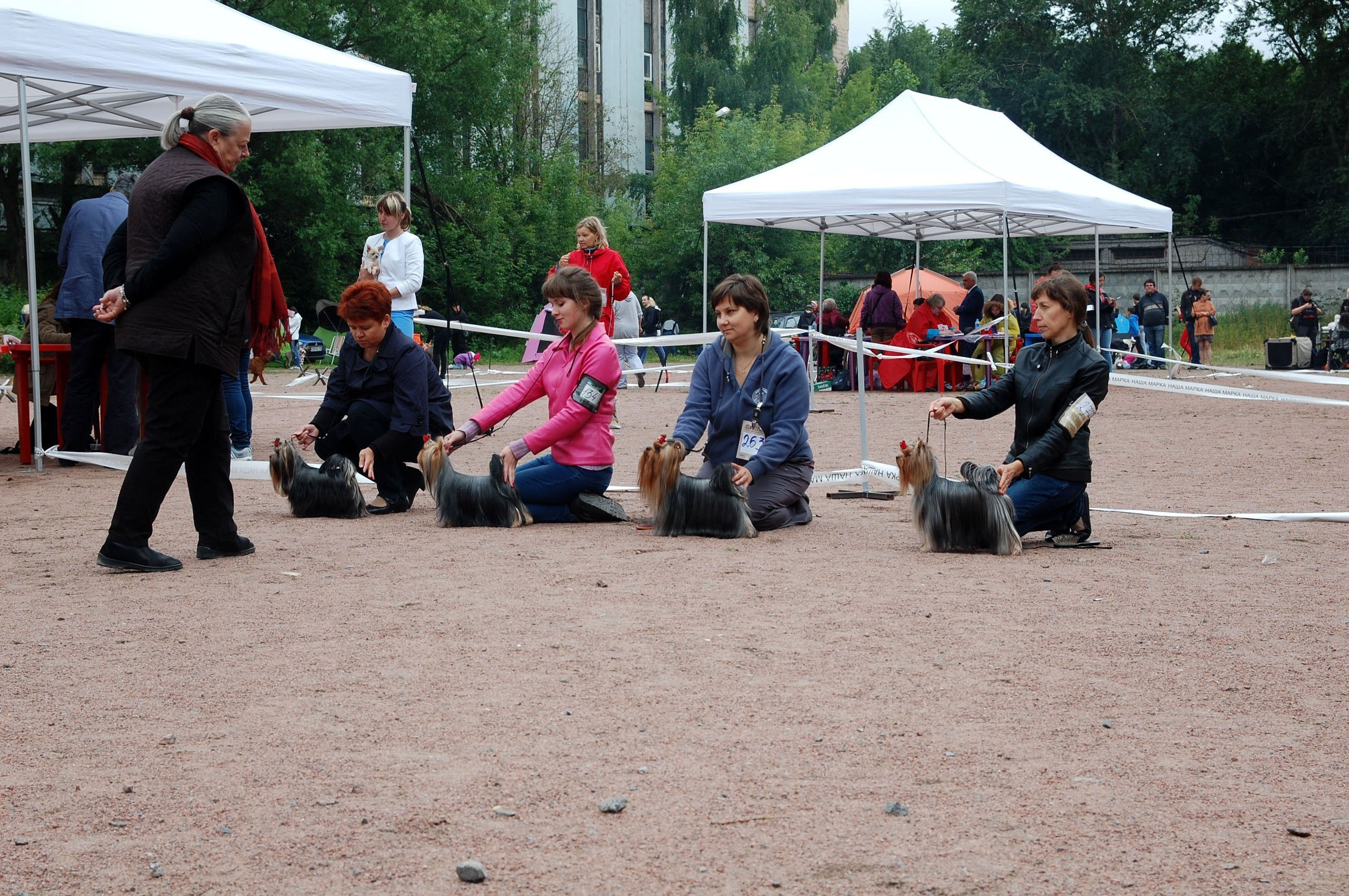 2015 г Результаты выставок. Питомник Йоркширских терьеров Дэнстайл в Санкт-Петербурге заводчик Тих