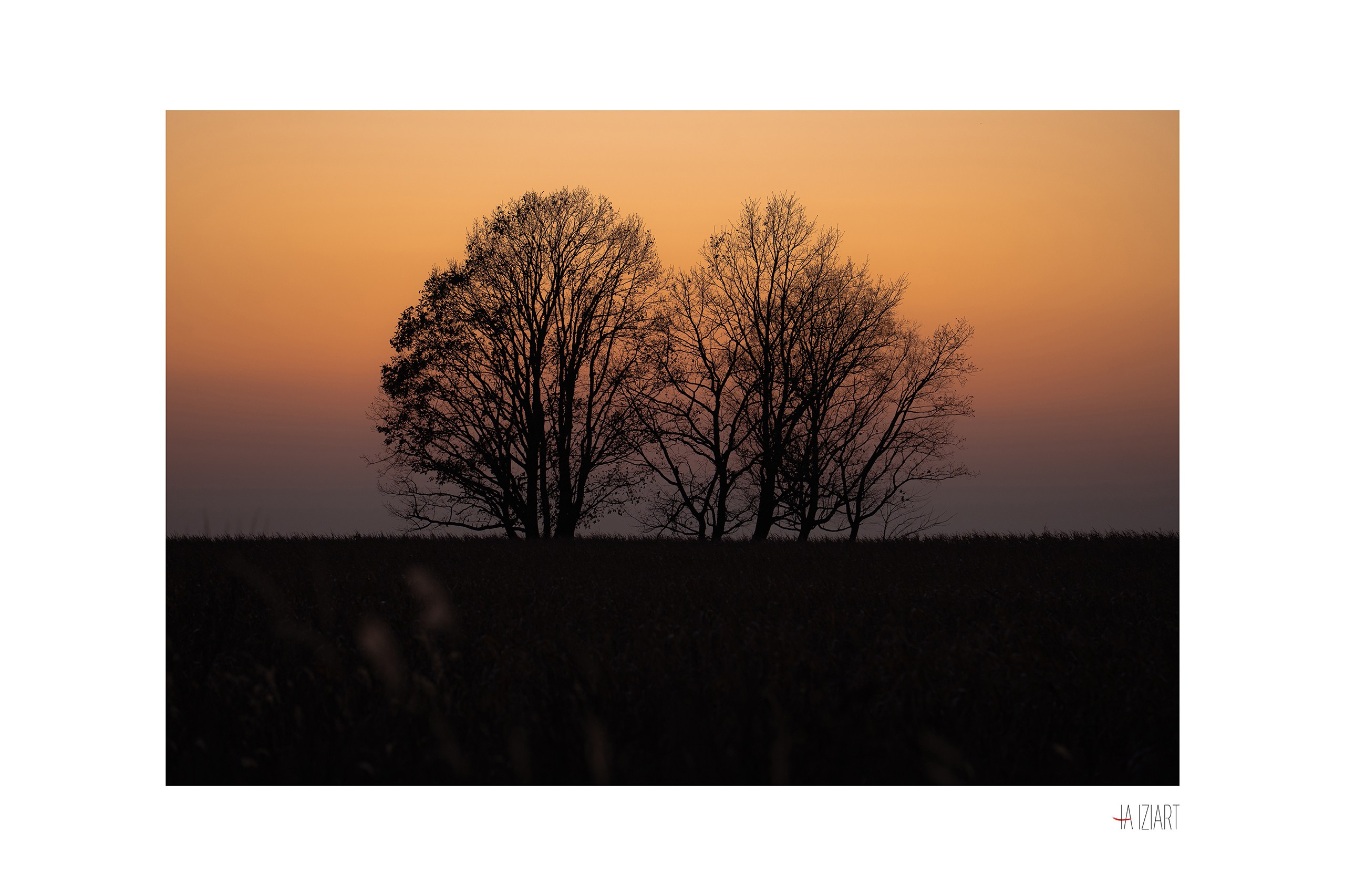 Дерево. Ivan Zaitsev (IZIART) — creating a cultural code through photo and video