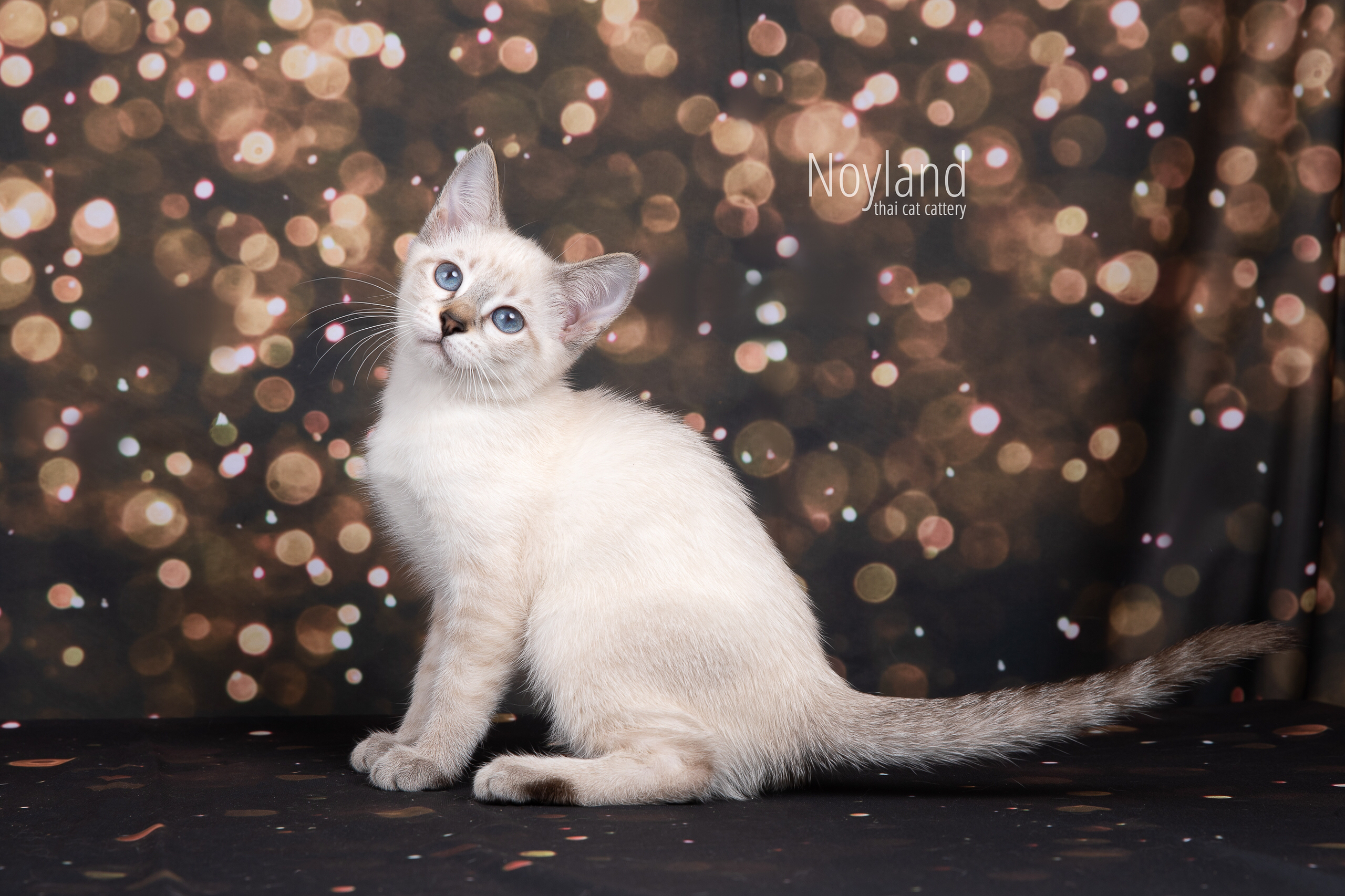Котята. Питомник тайских кошек в Санкт-Петербурге Noyland