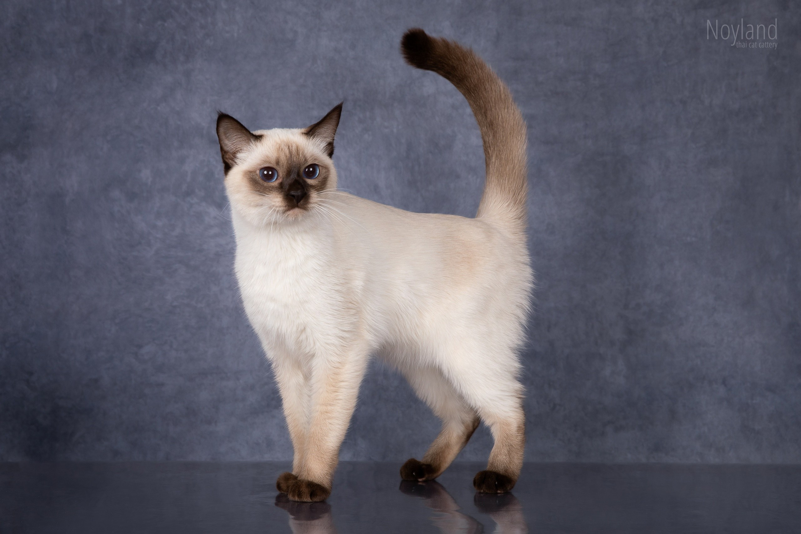 Наши кошки. Питомник тайских кошек в Санкт-Петербурге Noyland