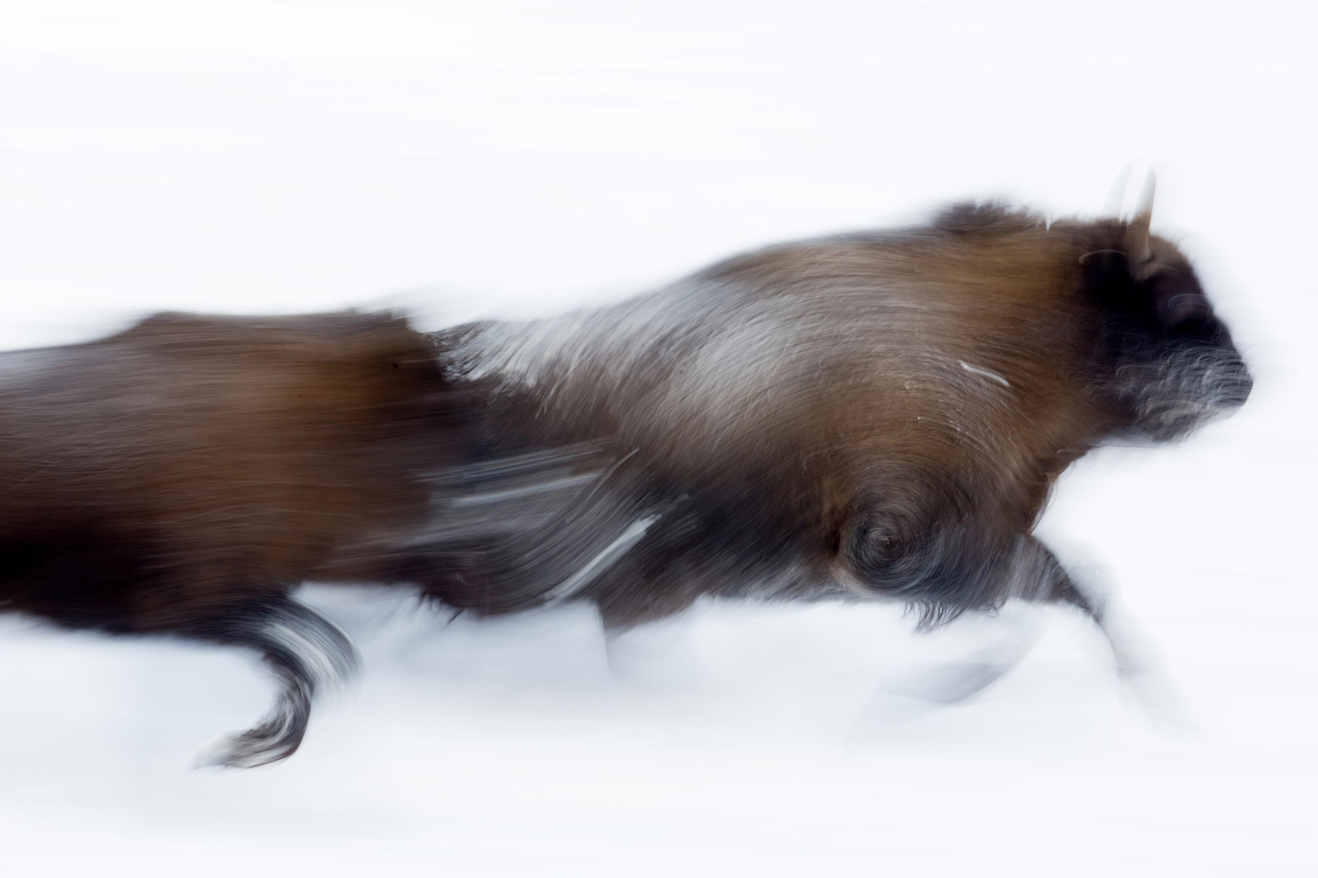 фототуры, фототур, экспедиция, животные, приключение, путешествие, поездка, туры выходного дня, туры по России, фототуры по России, дикая природа, зубры, Калужские засеки