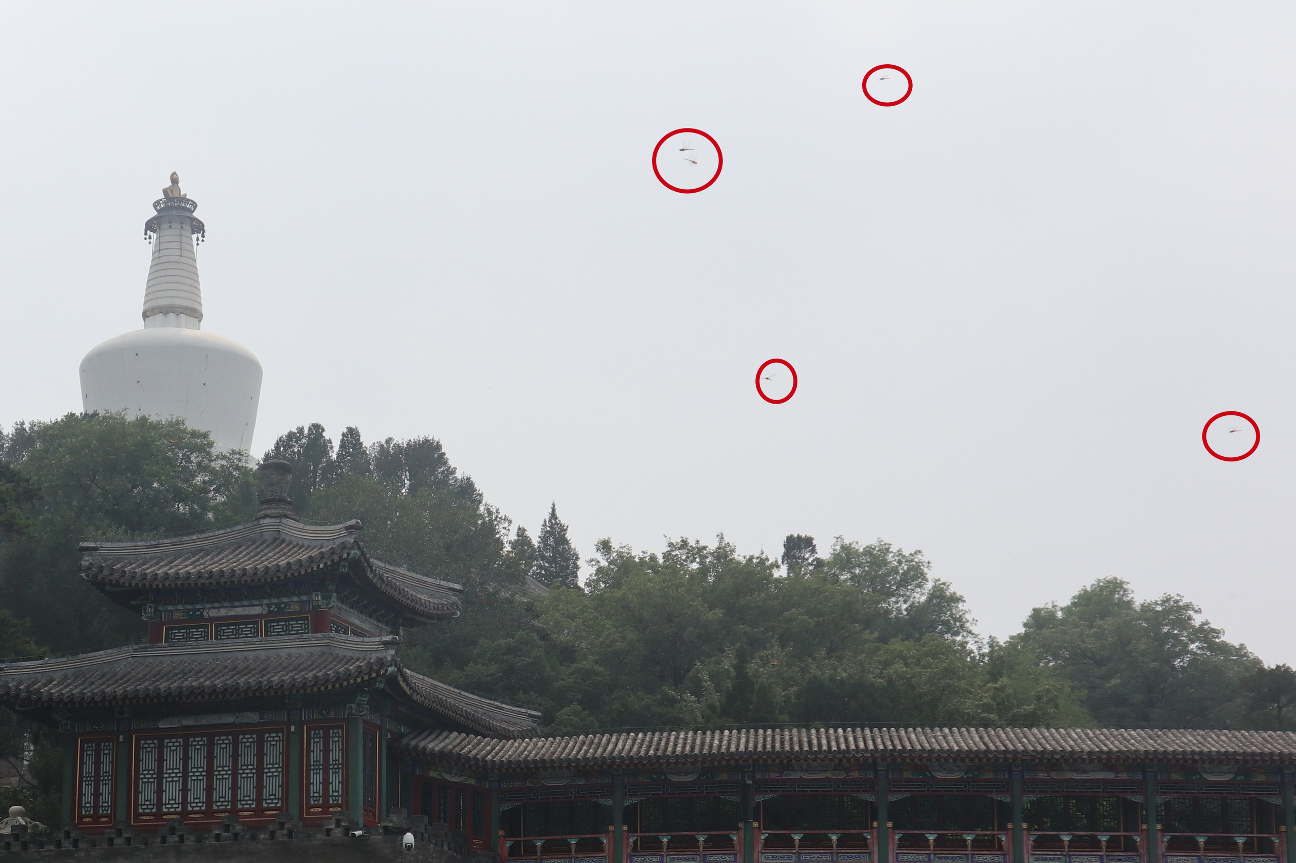 Сезон лотосов в Пекине. Фотограф Ольга Филимонова