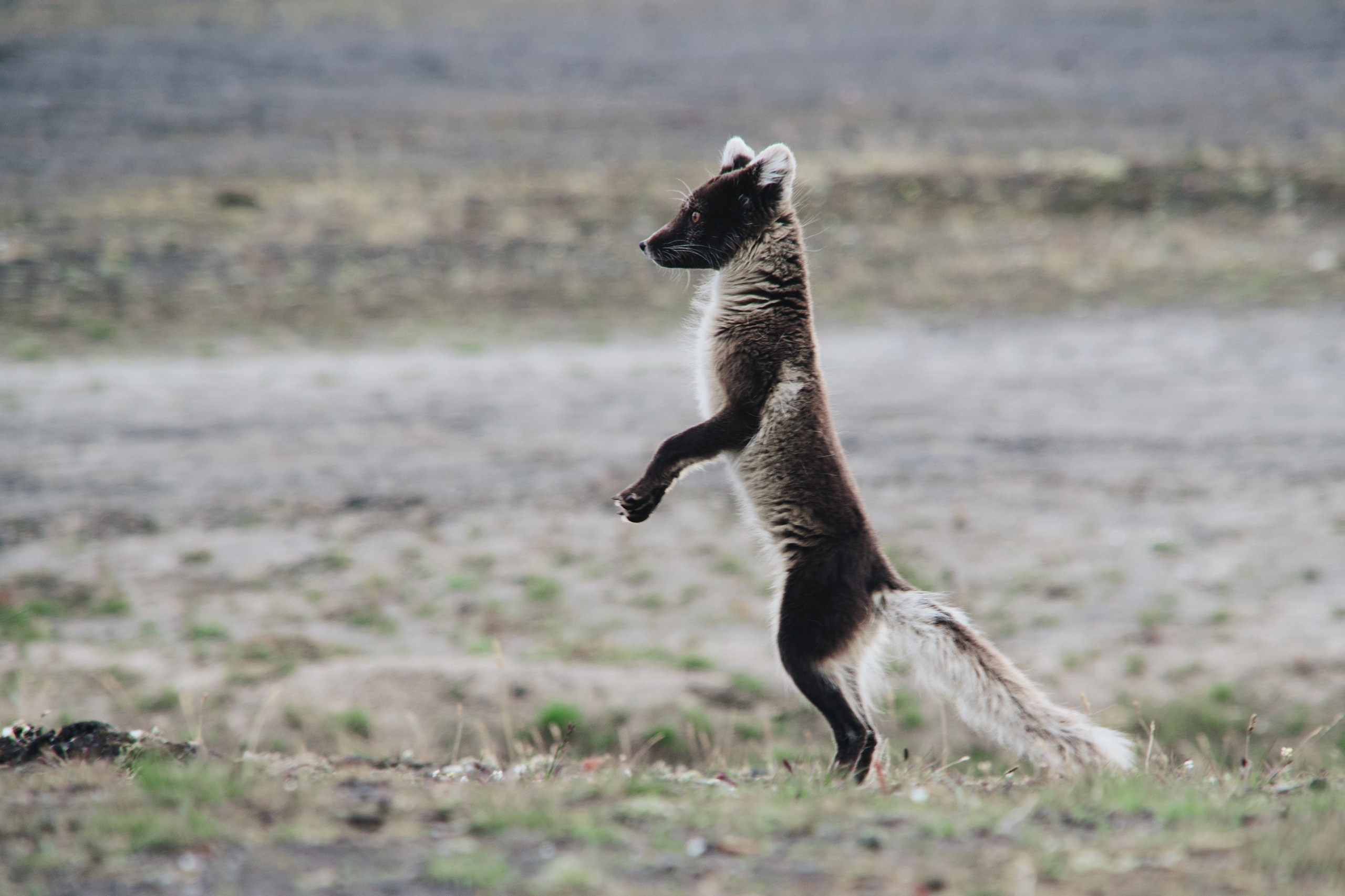 Экспедиция на Шпицберген (07.08.25 — 20.08.25). Фотограф Константин Шамин