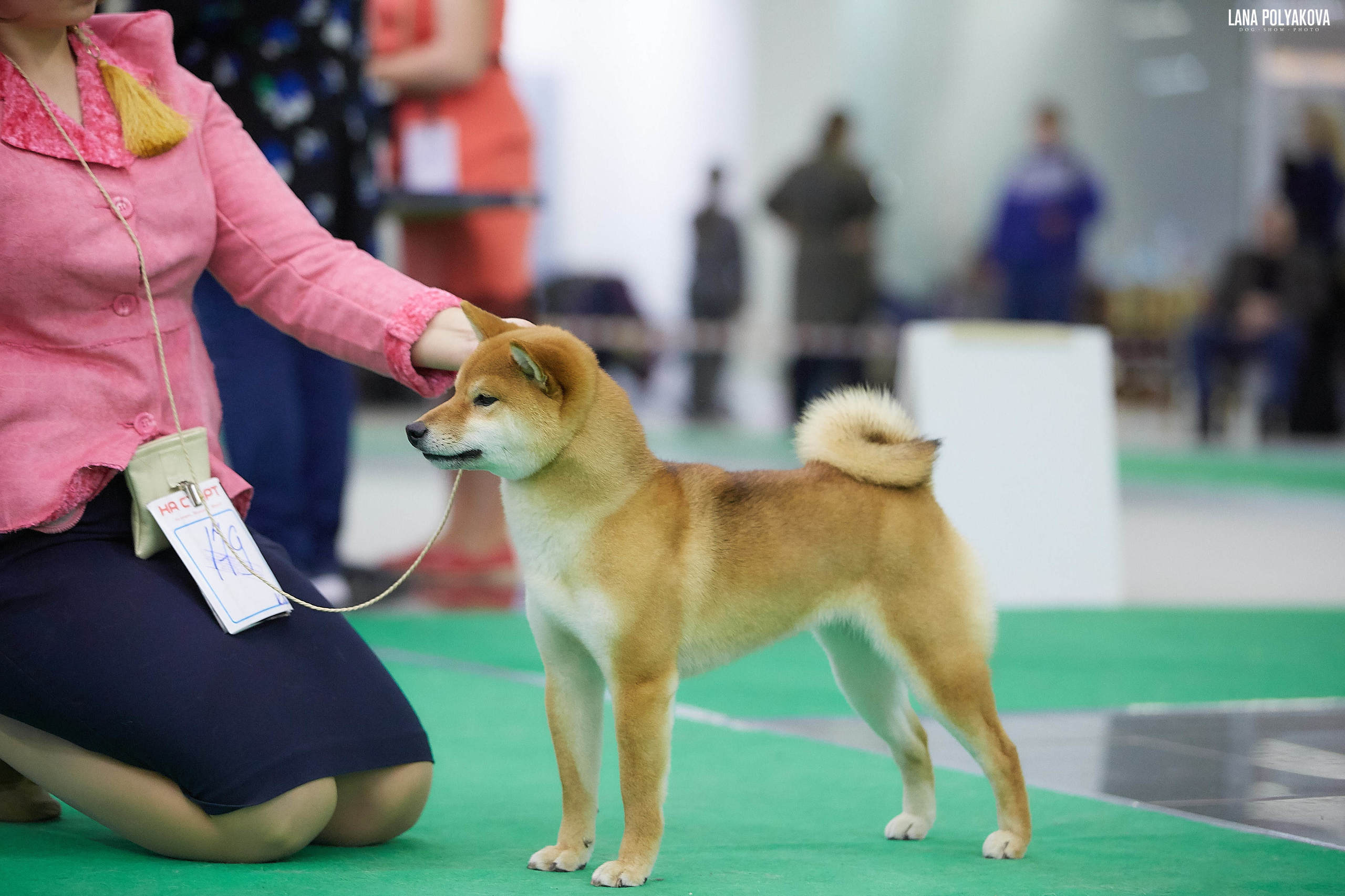 Сиба-ину Дэва * ZOLOTO PARTII DEVANA GODDESS OF HUNT