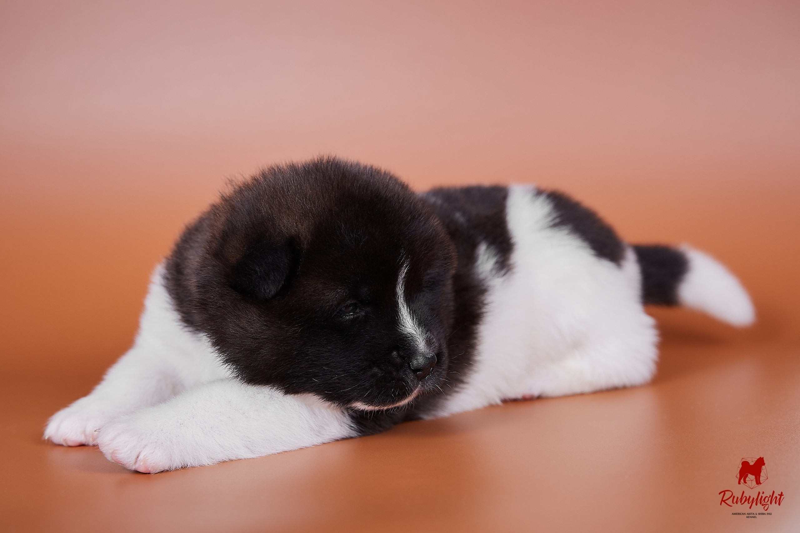NAMES OF AMERICAN AKITA PUPPIES FROM LITTER "B". AMERICAN AKITA RUBYLIGHT KENNEL I SHIBA-INU