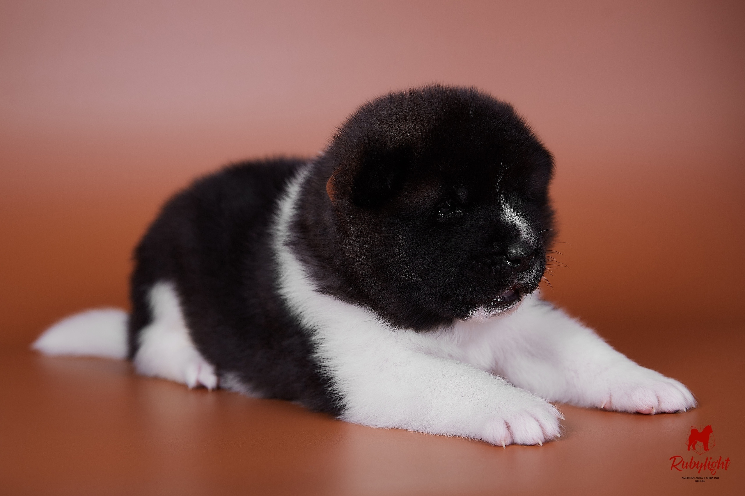 NAMES OF AMERICAN AKITA PUPPIES FROM LITTER "B". AMERICAN AKITA RUBYLIGHT KENNEL I SHIBA-INU