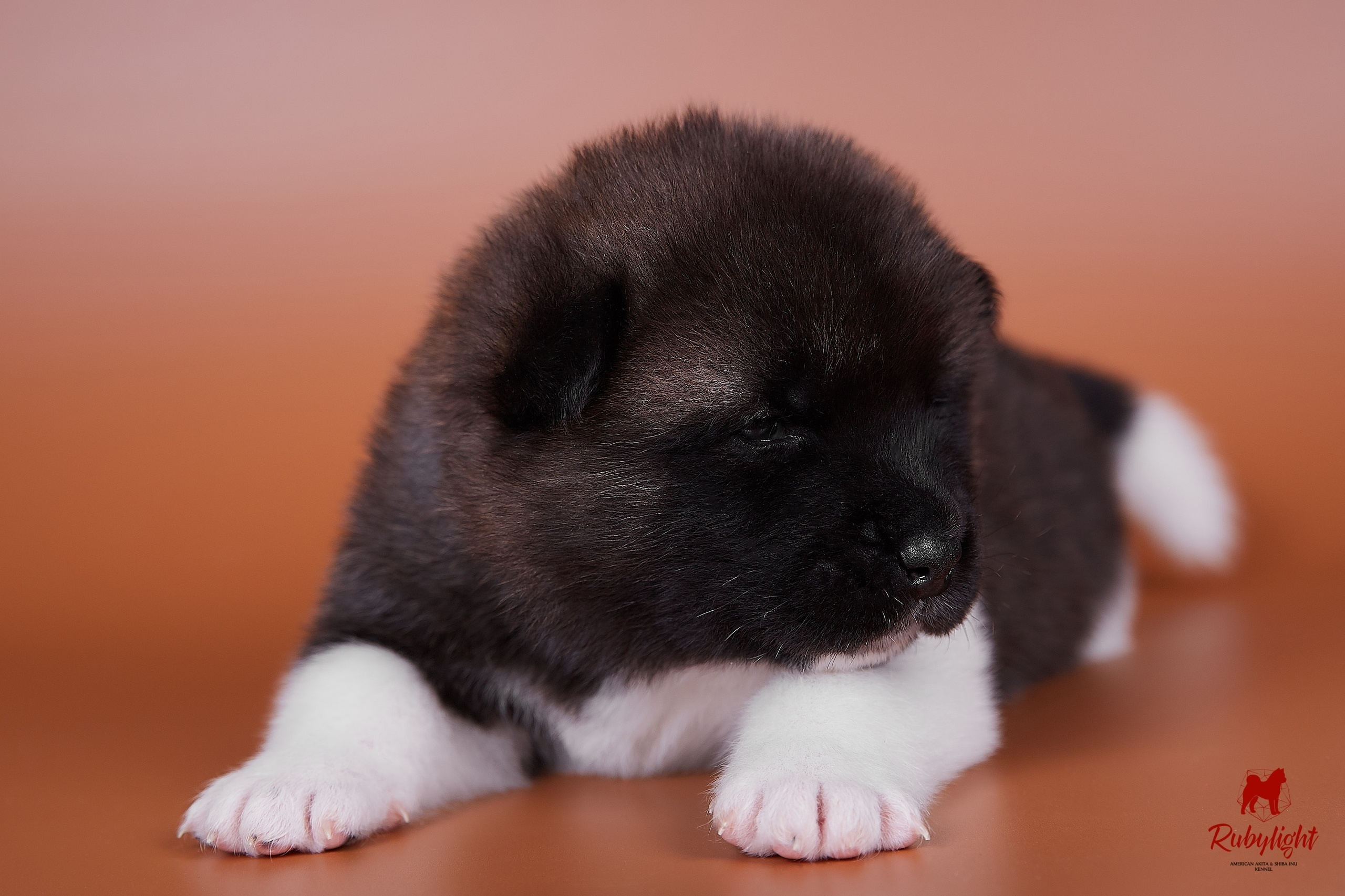 NAMES OF AMERICAN AKITA PUPPIES FROM LITTER "B". AMERICAN AKITA RUBYLIGHT KENNEL I SHIBA-INU