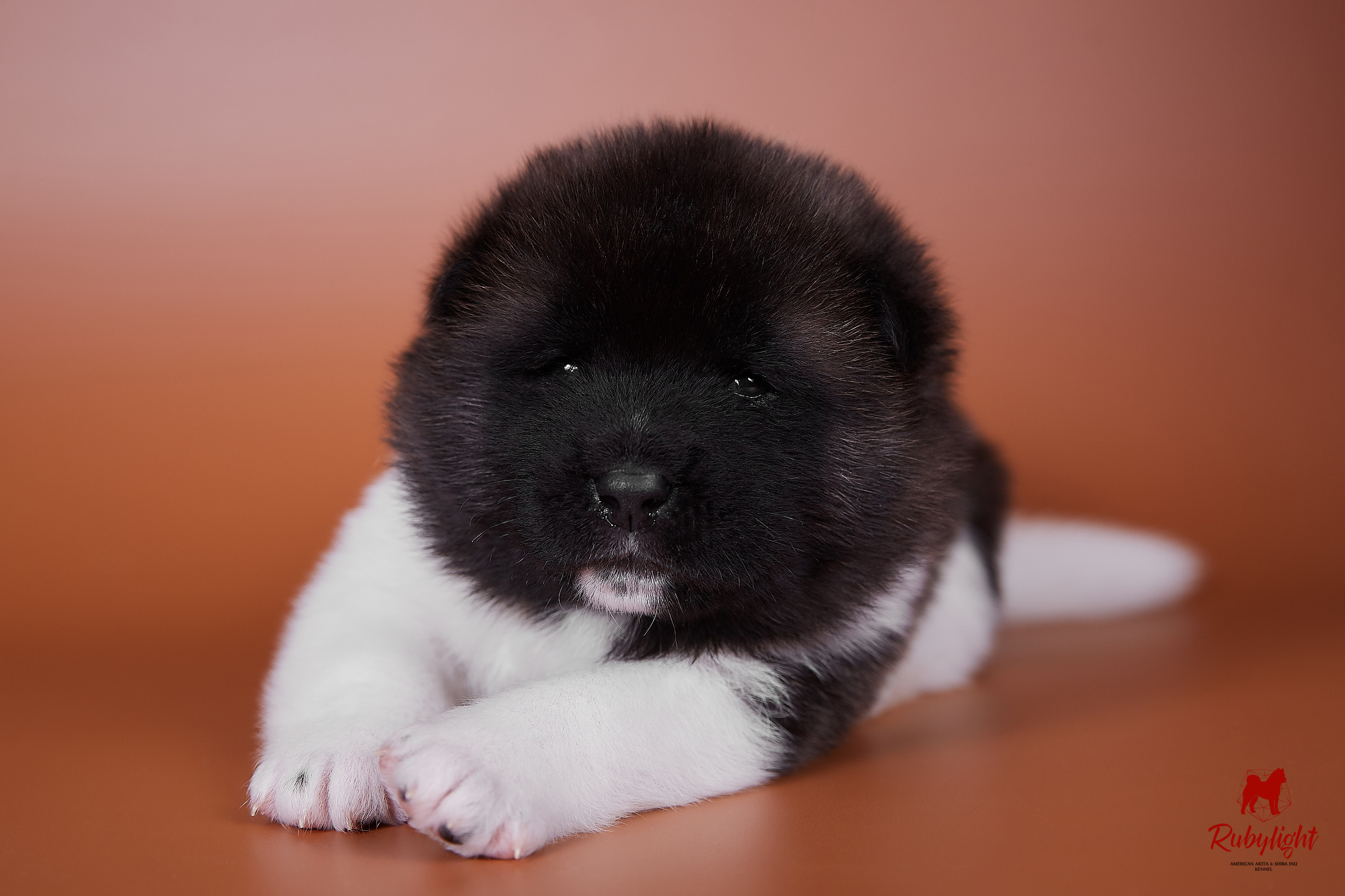 New photos puppies litter "B". We are 21 days. AMERICAN AKITA RUBYLIGHT KENNEL I SHIBA-INU