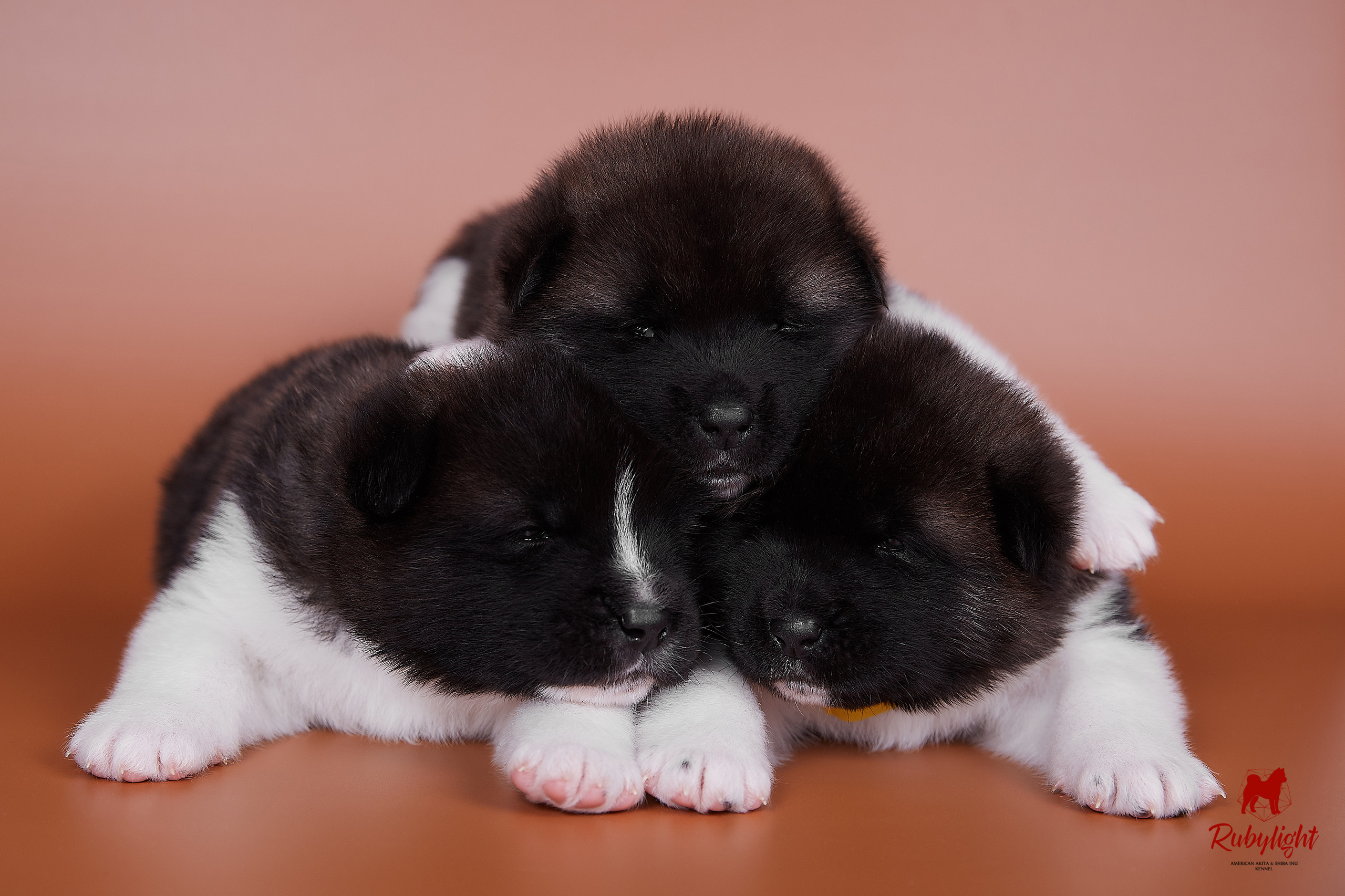 New photos puppies litter "B". We are 21 days. AMERICAN AKITA RUBYLIGHT KENNEL I SHIBA-INU