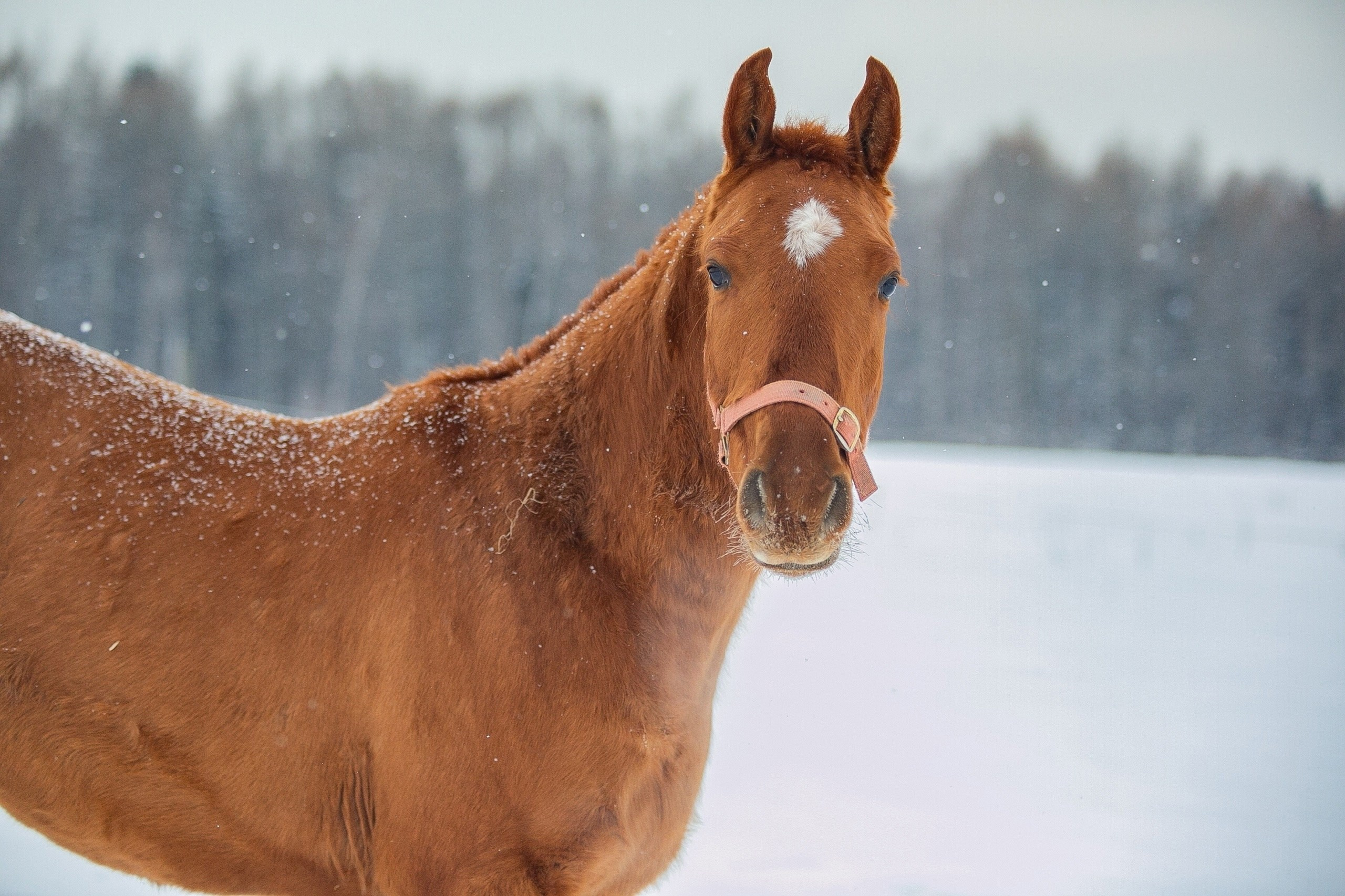 Танец Звёзд 2022 г. р. (Трибун-Зарият). Конный фотограф Юлия Дроздова