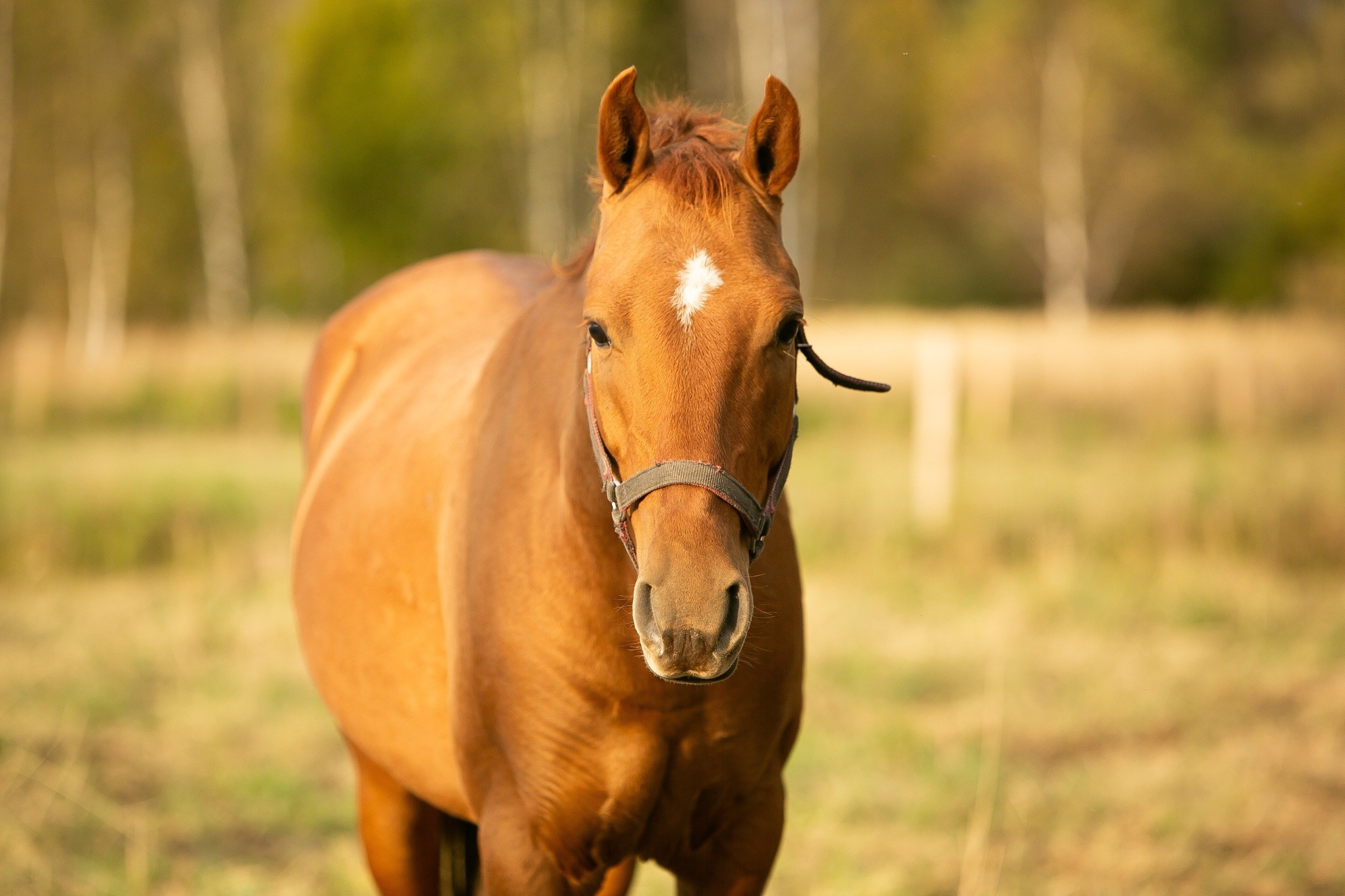 Танец Звёзд 2022 г. р. (Трибун-Зарият). Конный фотограф Юлия Дроздова