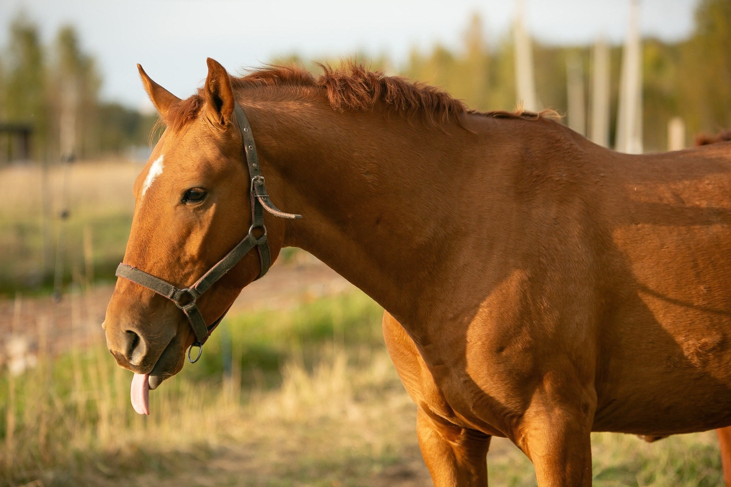 Танец Звёзд 2022 г. р. (Трибун-Зарият). Конный фотограф Юлия Дроздова