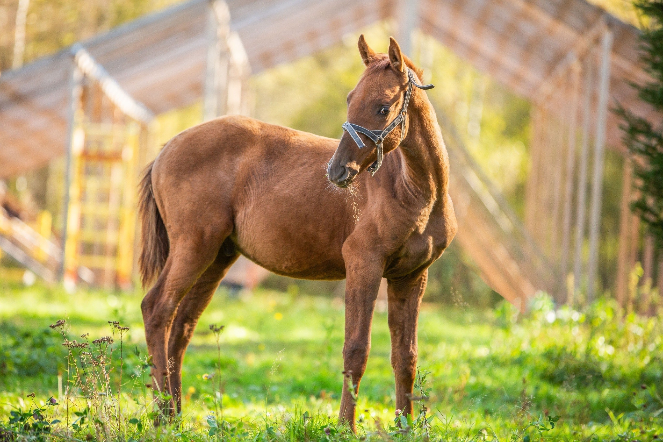 Таммуз 16.05.2025 (Тачан — Затулинка). Конный фотограф Юлия Дроздова