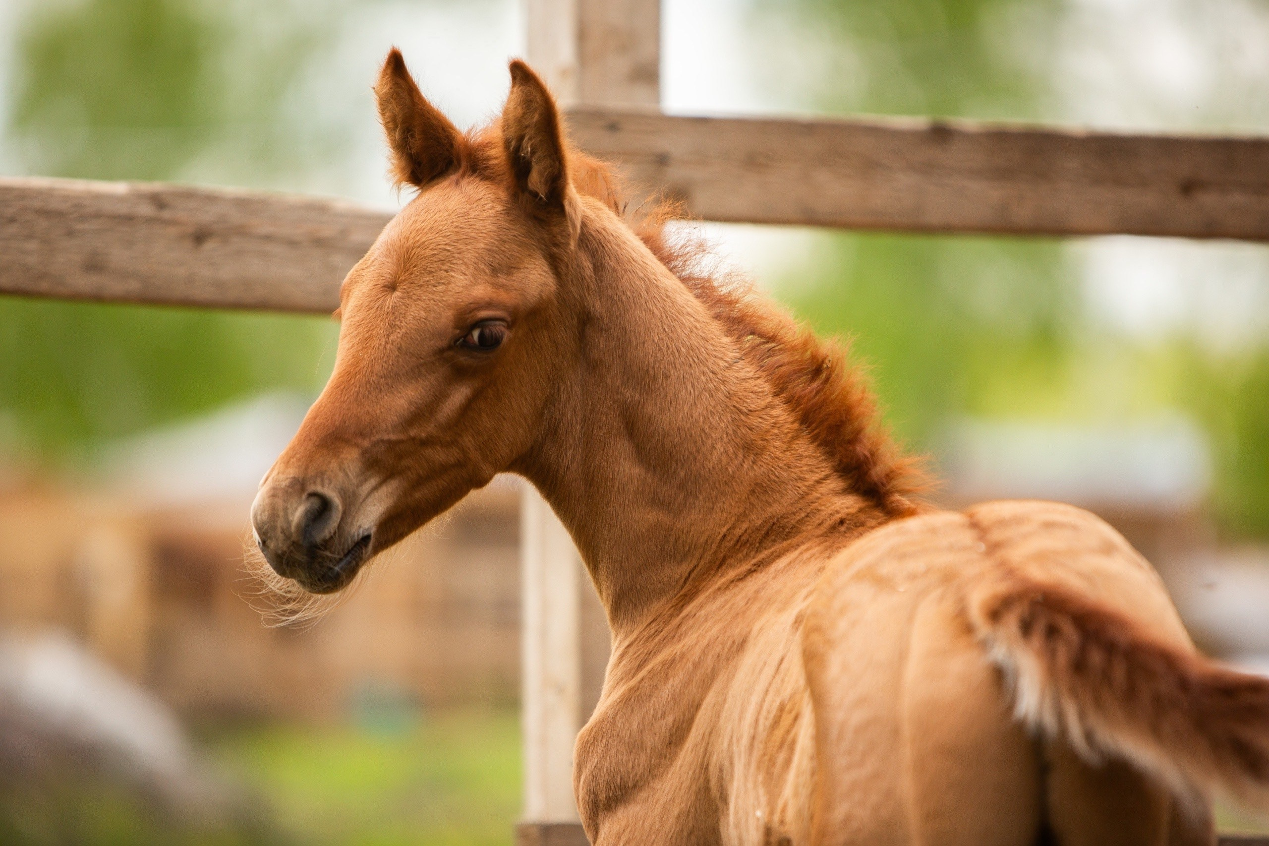 Таммуз 16.05.2025 (Тачан — Затулинка). Конный фотограф Юлия Дроздова