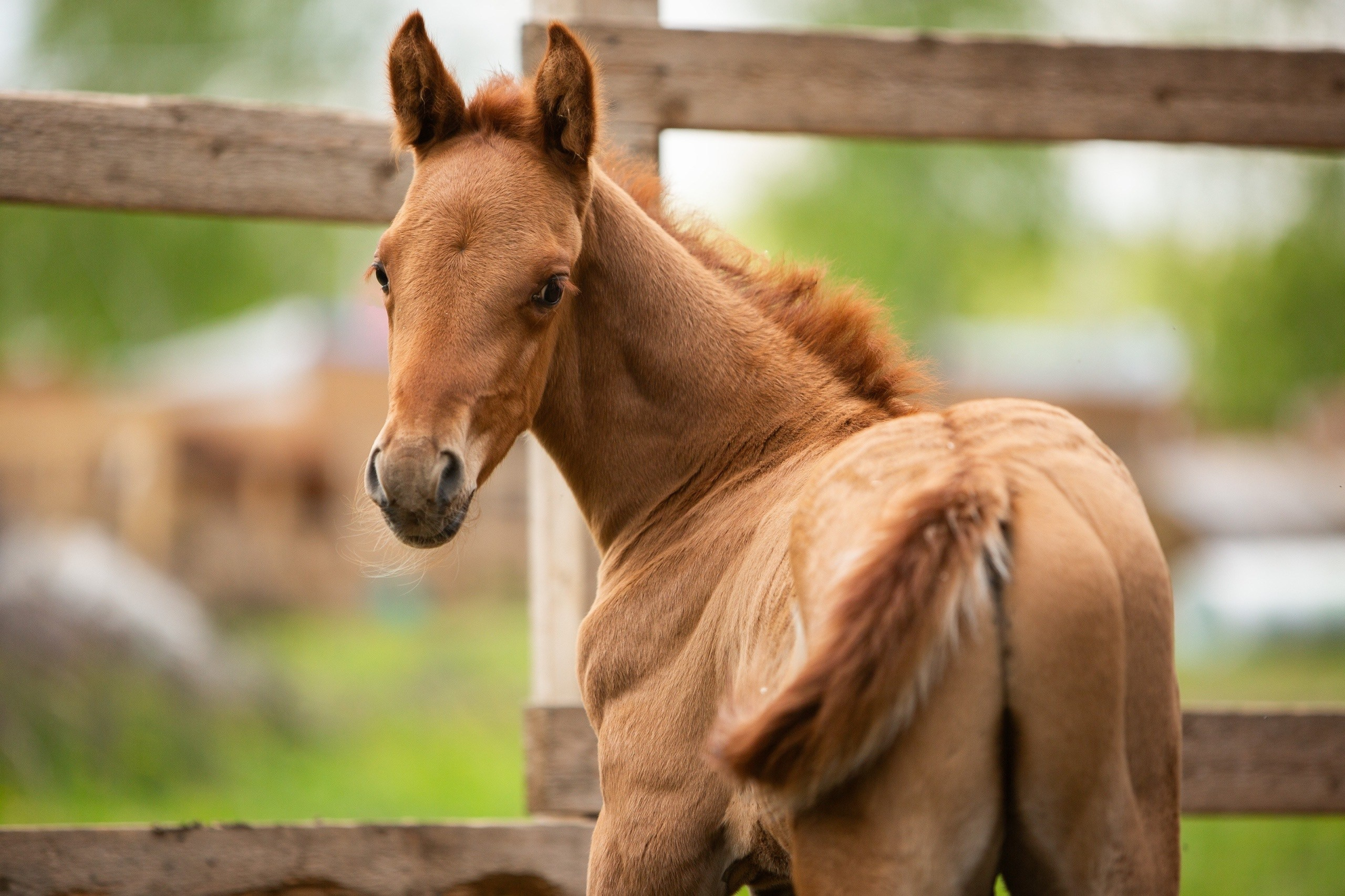 Таммуз 16.05.2025 (Тачан — Затулинка). Конный фотограф Юлия Дроздова